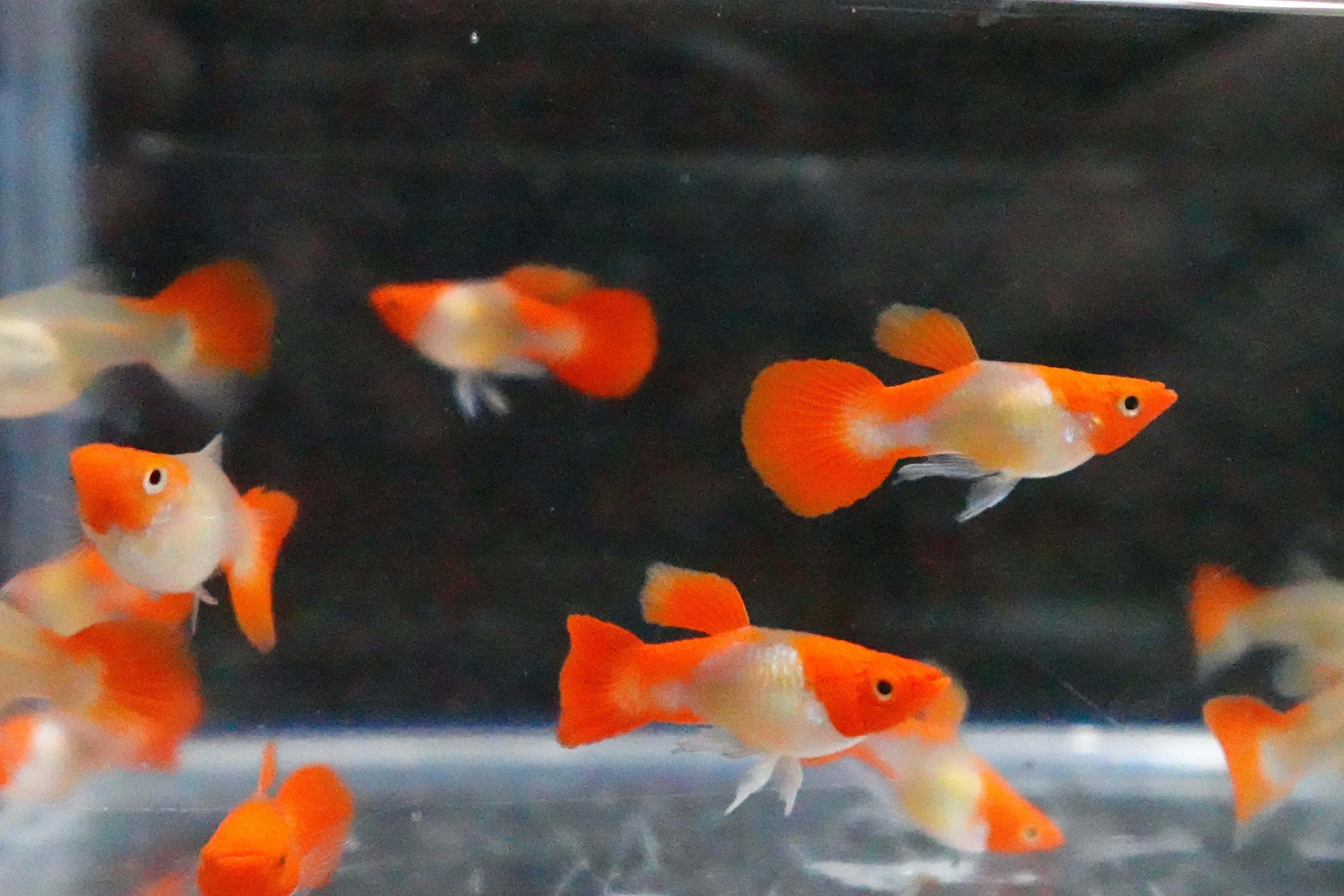 Blonde Tuxedo Koi Short Body Guppy Fish - Image 8