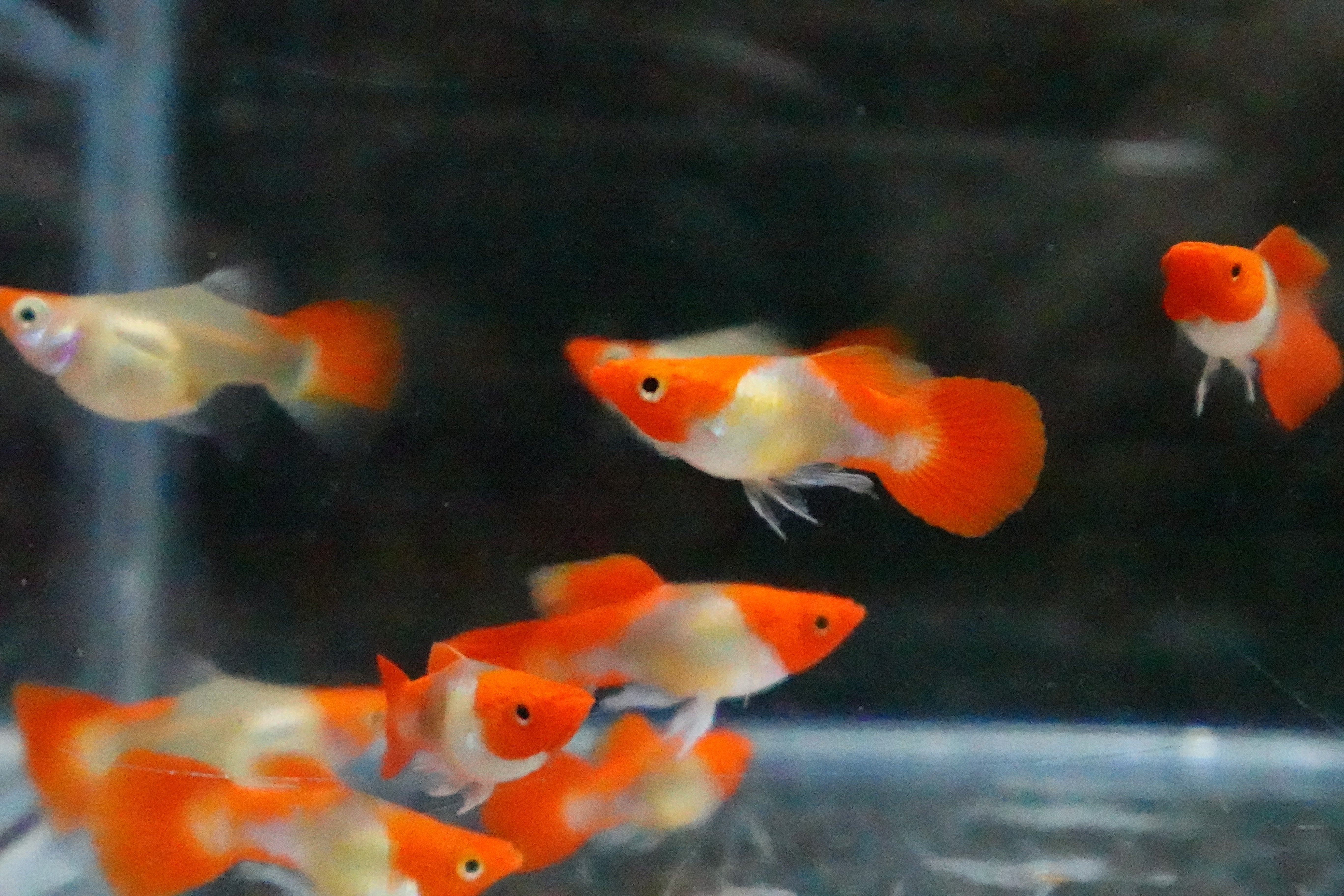 Blonde Tuxedo Koi Short Body Guppy Fish - Image 9