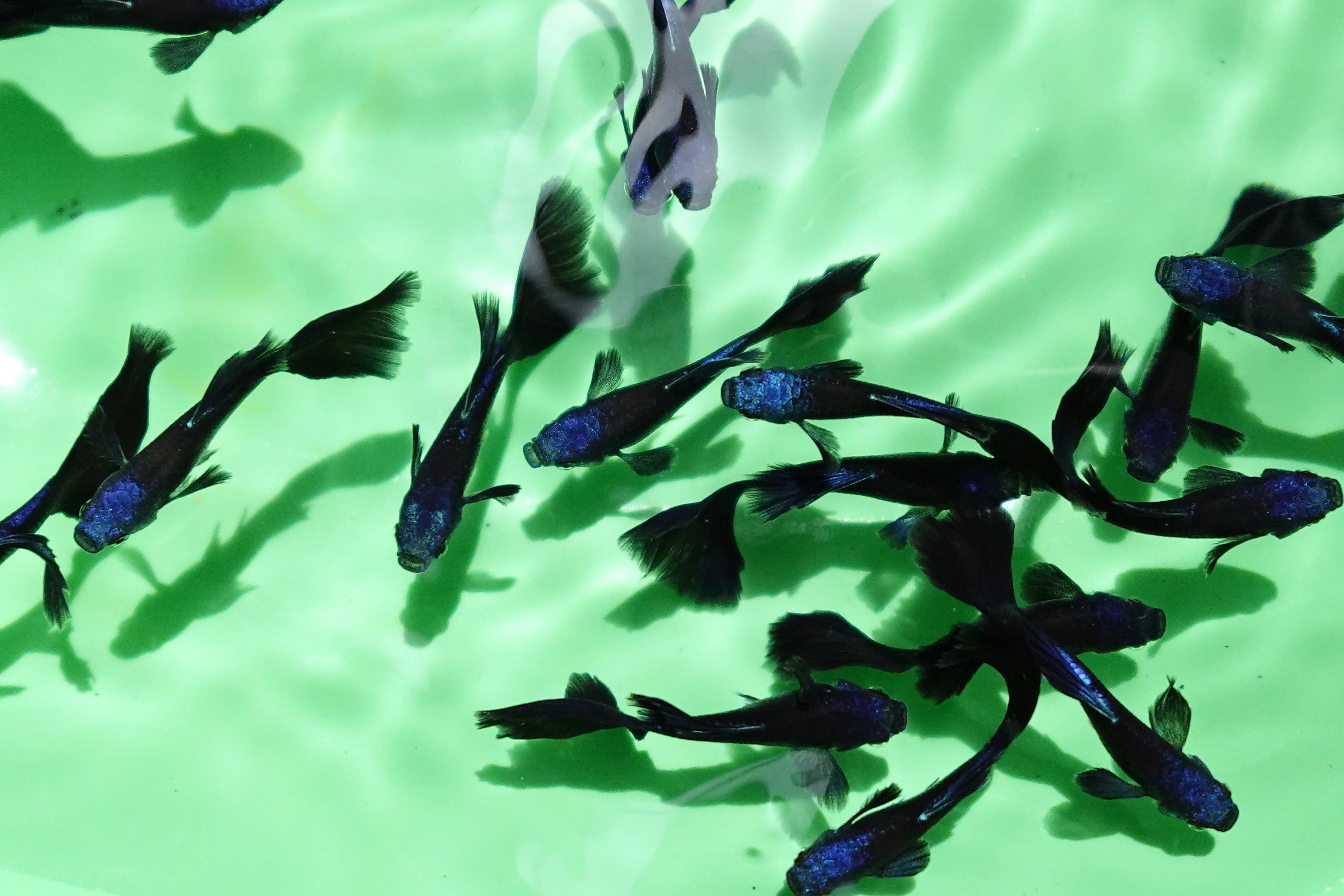 Blue Moscow Guppy Fish - Image 3