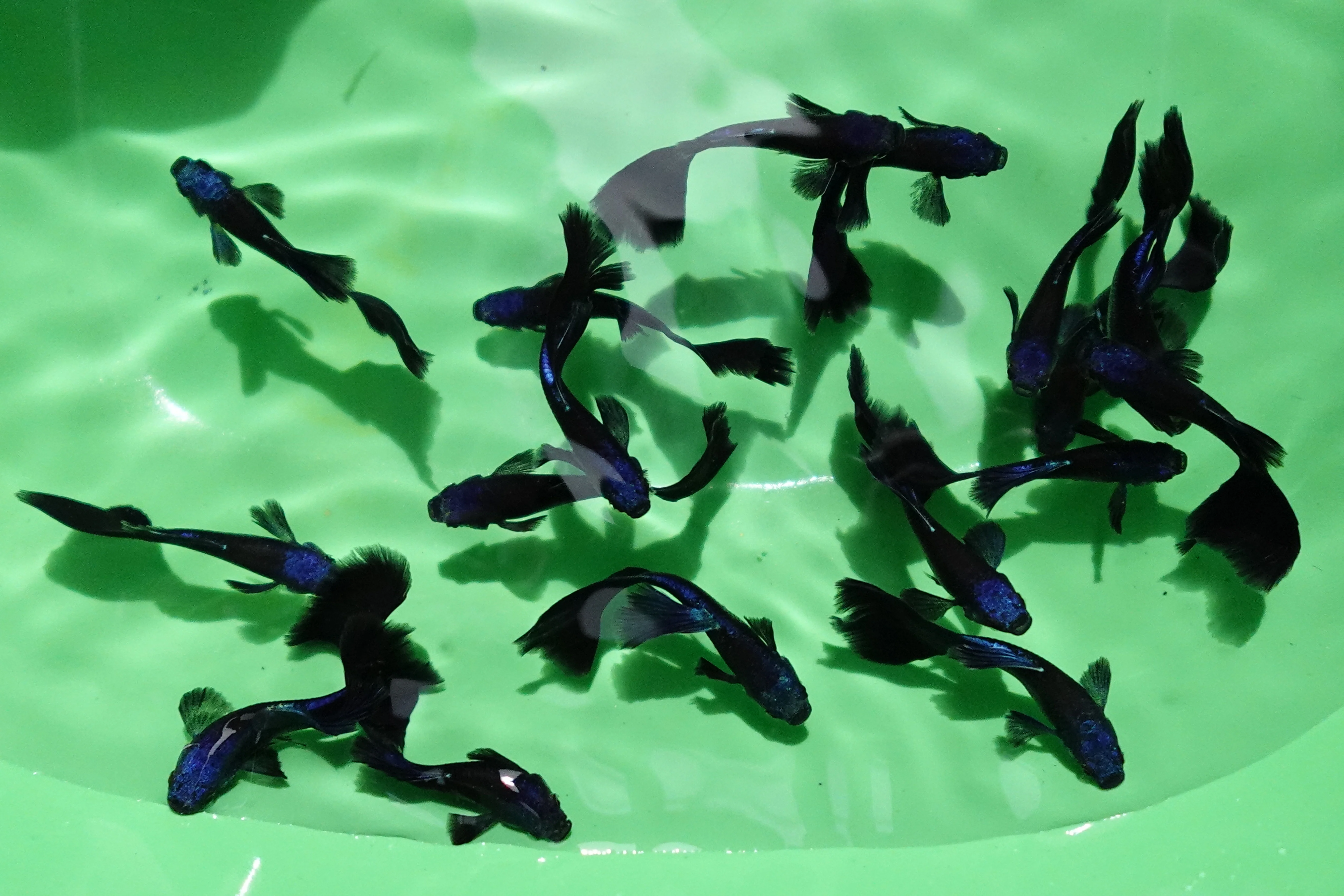 Blue Moscow Guppy Fish - Image 4
