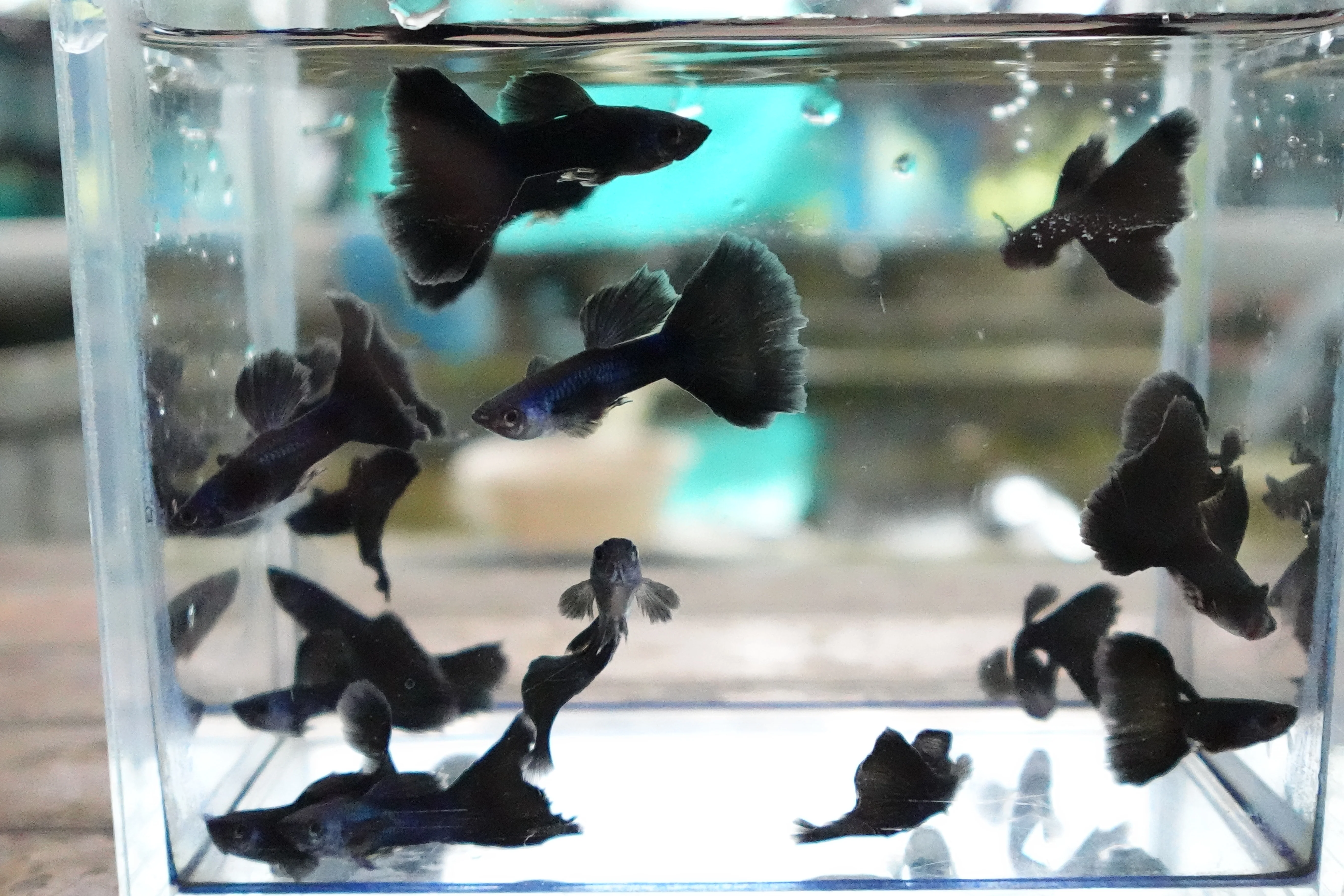 Blue Moscow Guppy Fish - Image 5