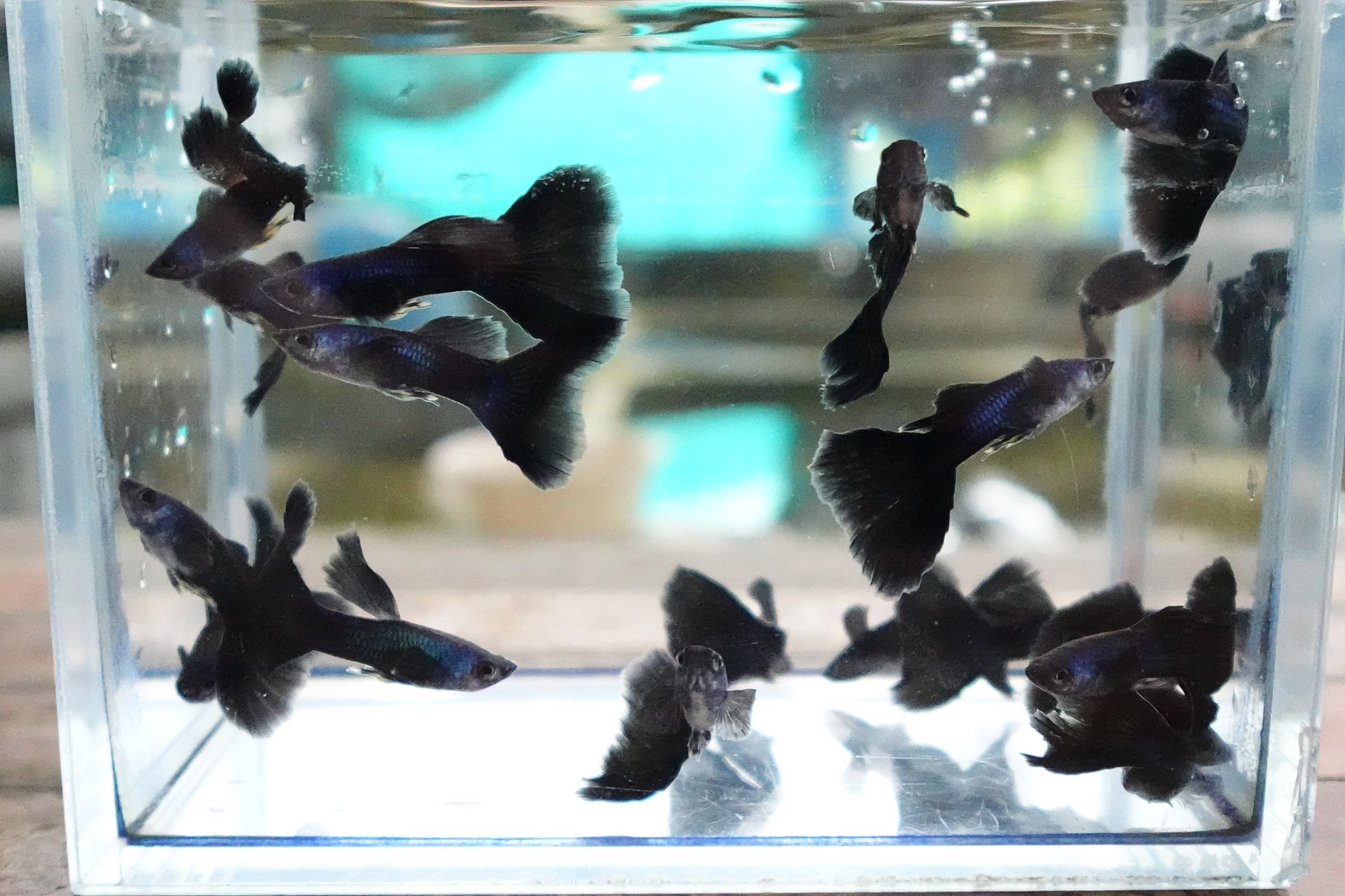 Blue Moscow Guppy Fish - Image 6
