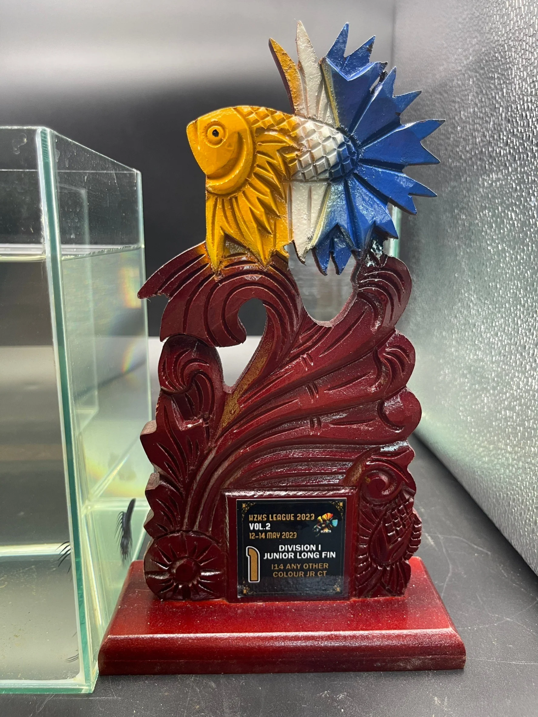 1ST Division I JR. Long Fin Competition - Crowntail Black Venom Betta Fish (MALE) - Image 4