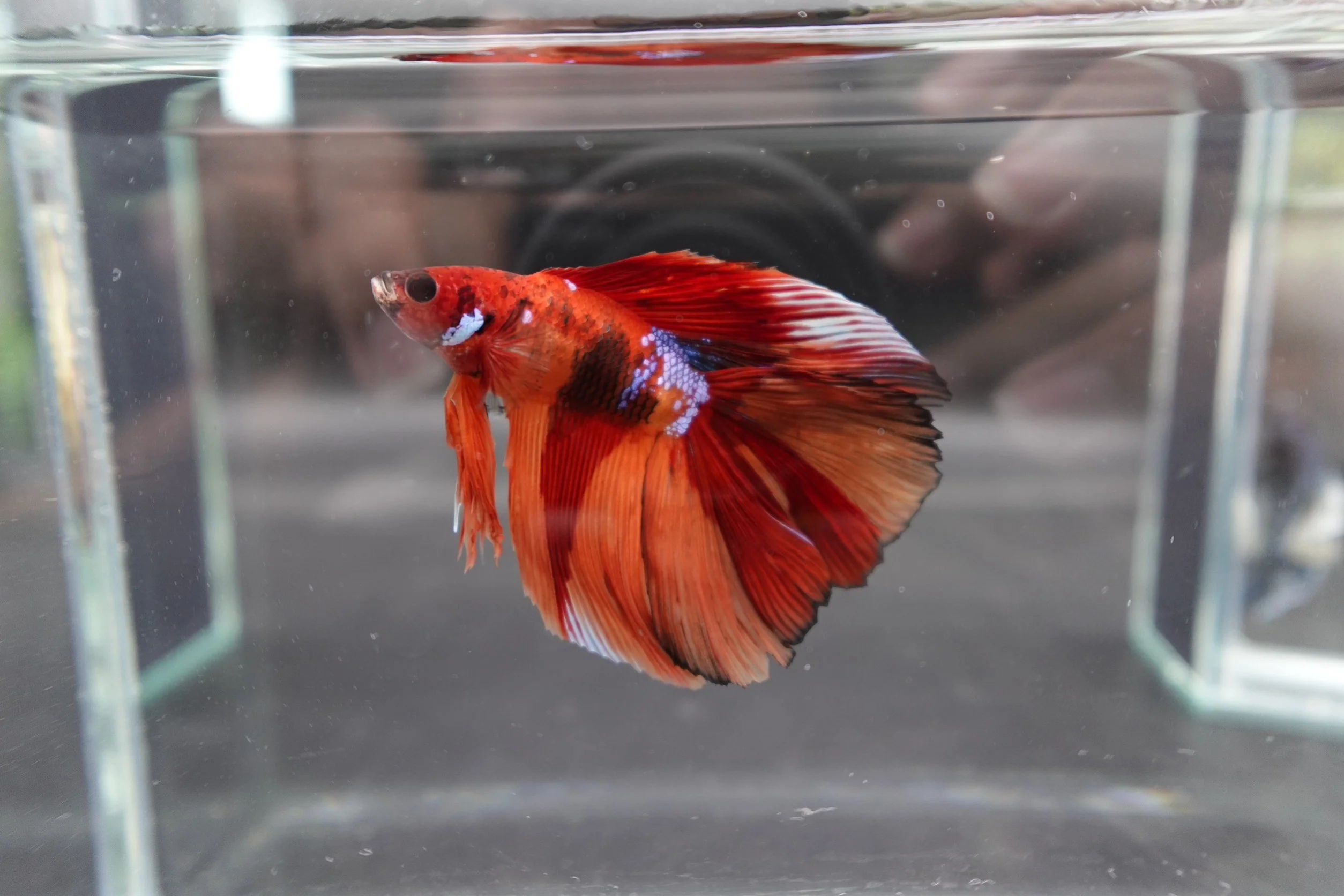 Competition Doubletail Nemo Betta Fish (MALE) - Image 3