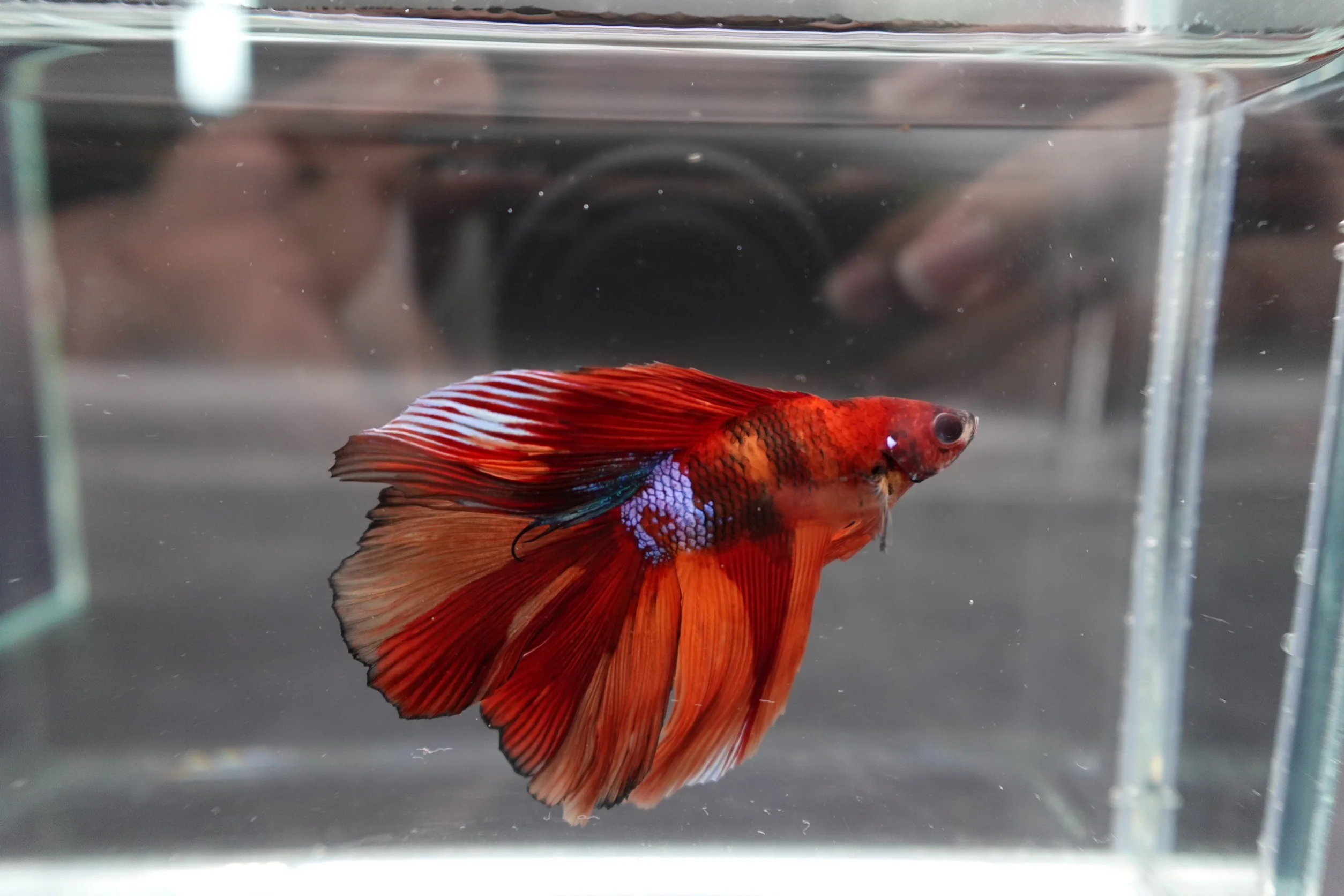Competition Doubletail Nemo Betta Fish (MALE) - Image 4