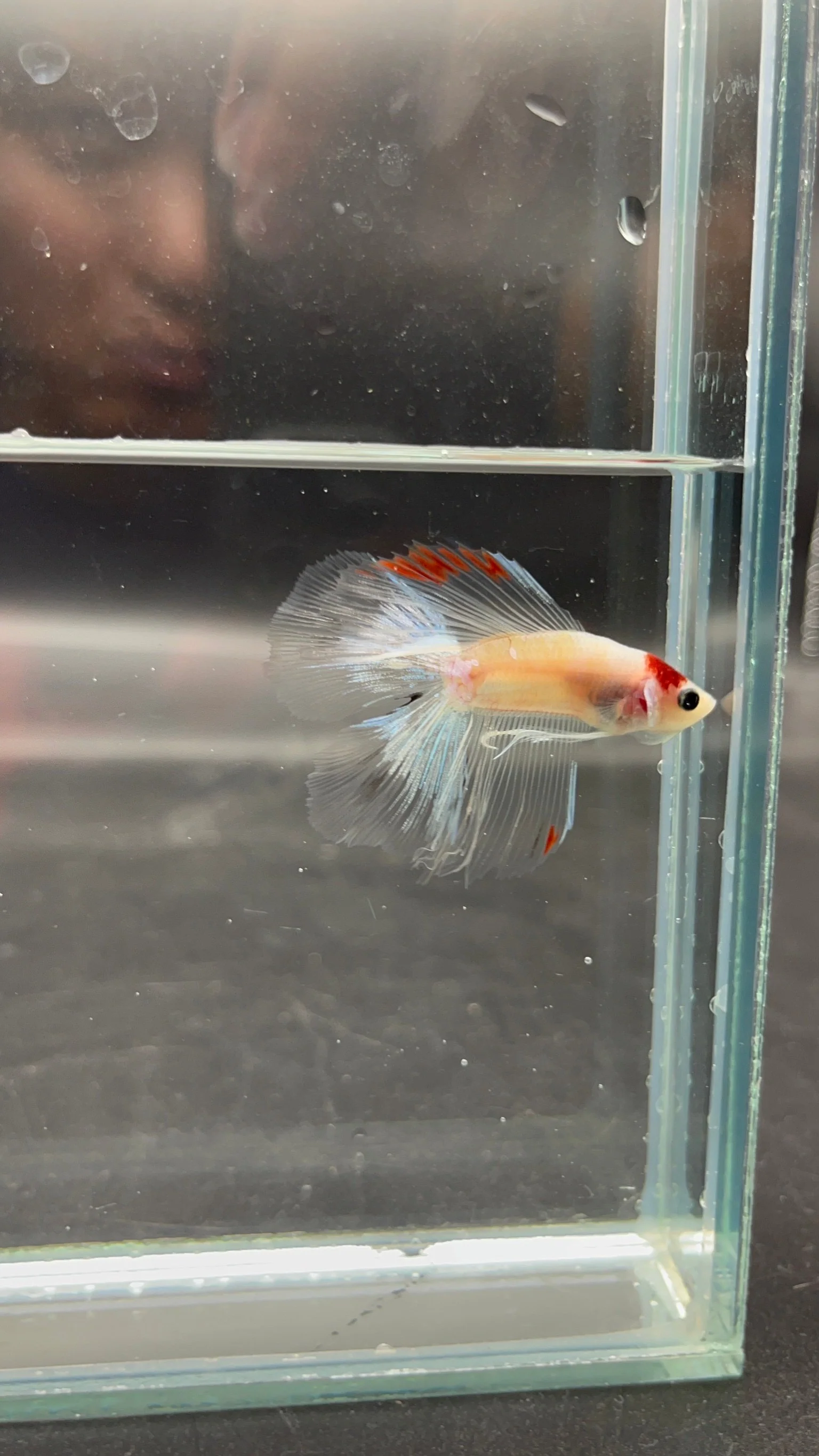 Competition Fullmoon Tanjo Betta Fish (MALE) - Image 2