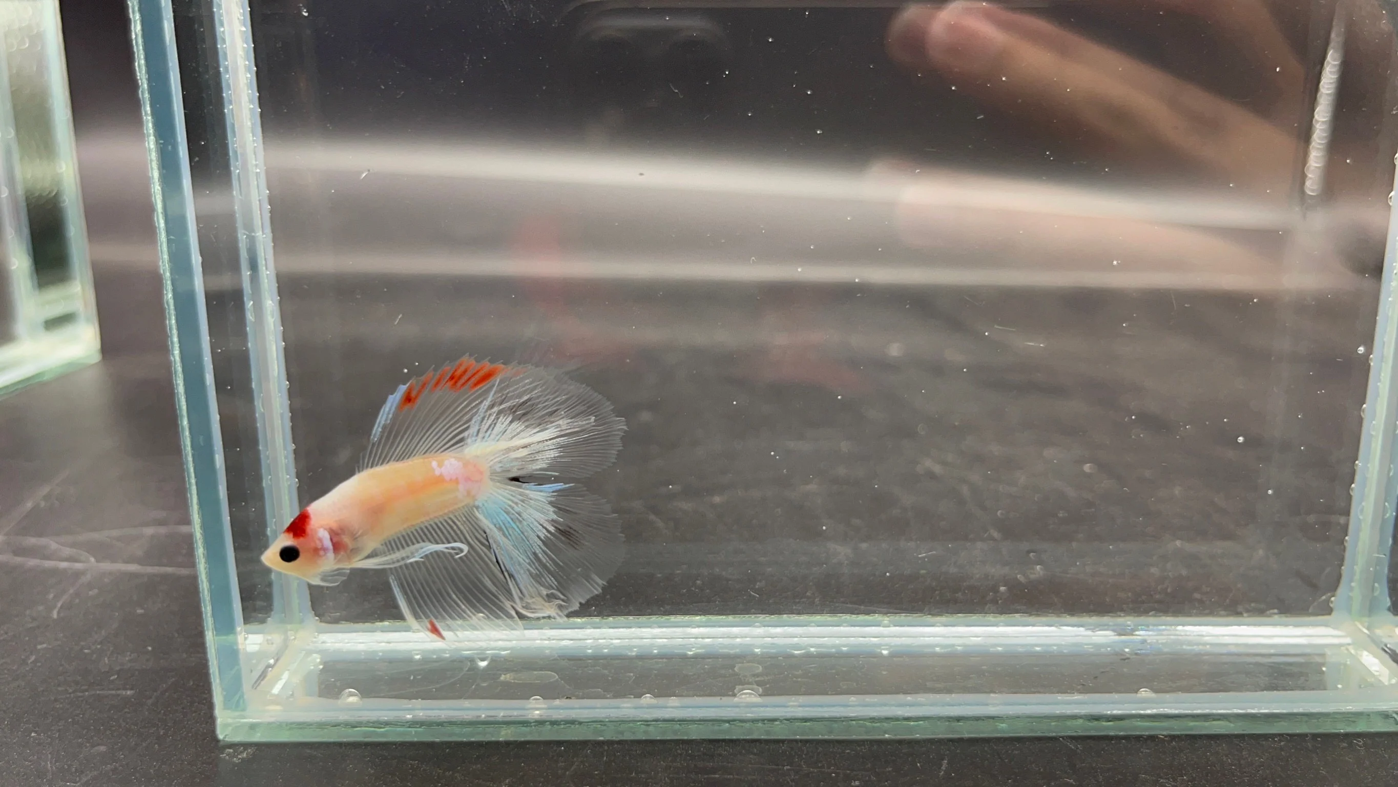 Competition Fullmoon Tanjo Betta Fish (MALE) - Image 3
