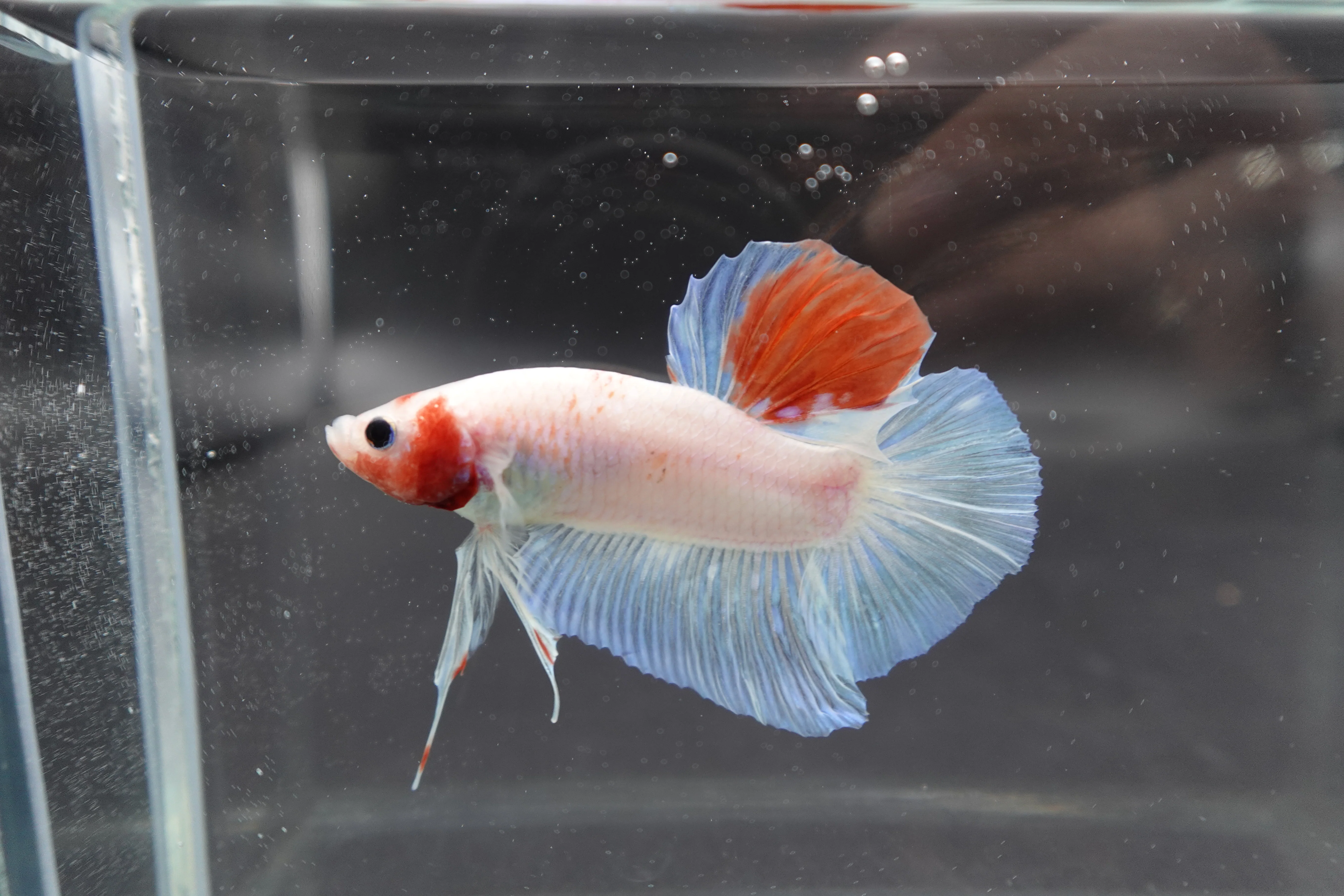 Competition Giant Koi Betta Fish (MALE) - Image 2