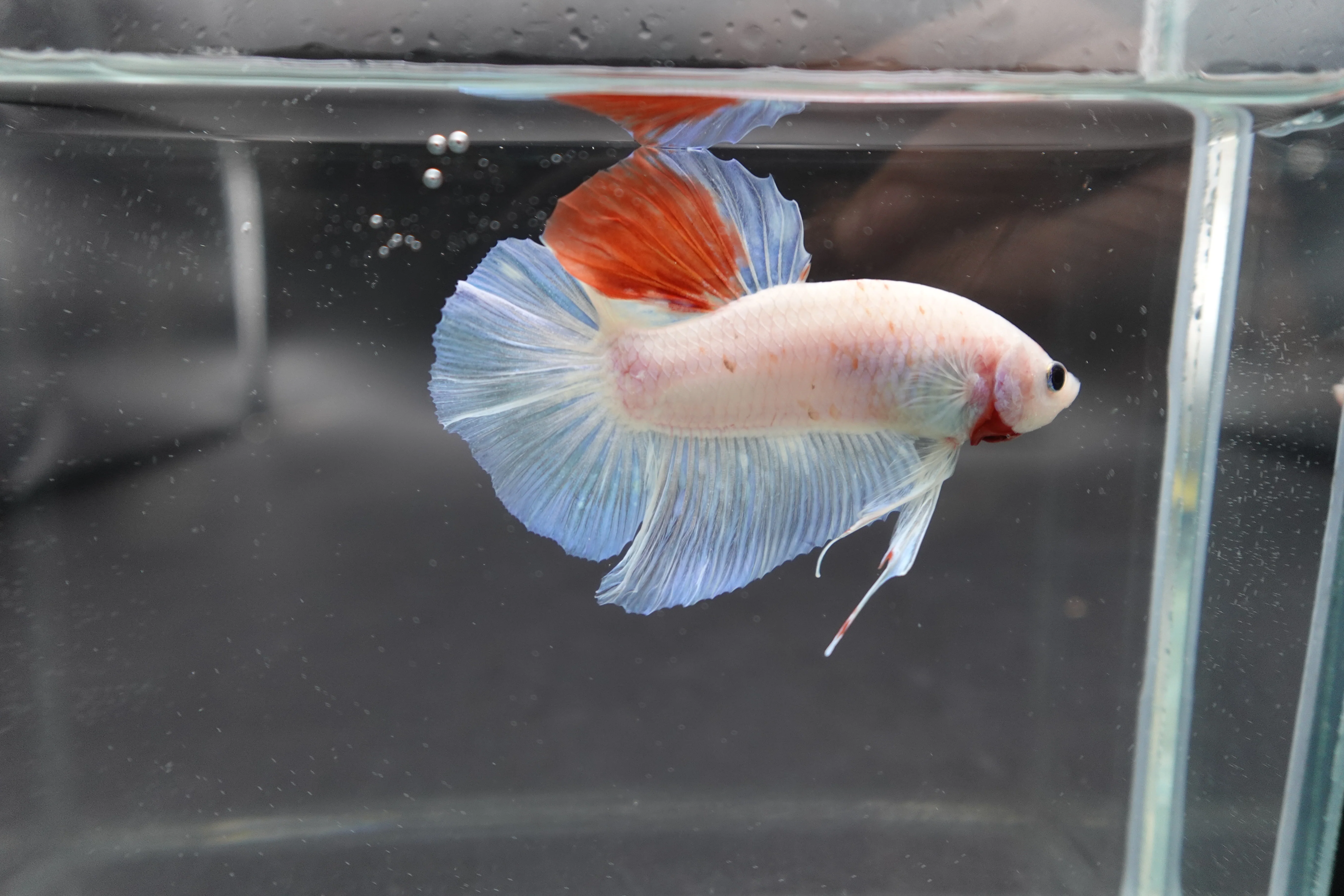 Competition Giant Koi Betta Fish (MALE) - Image 3