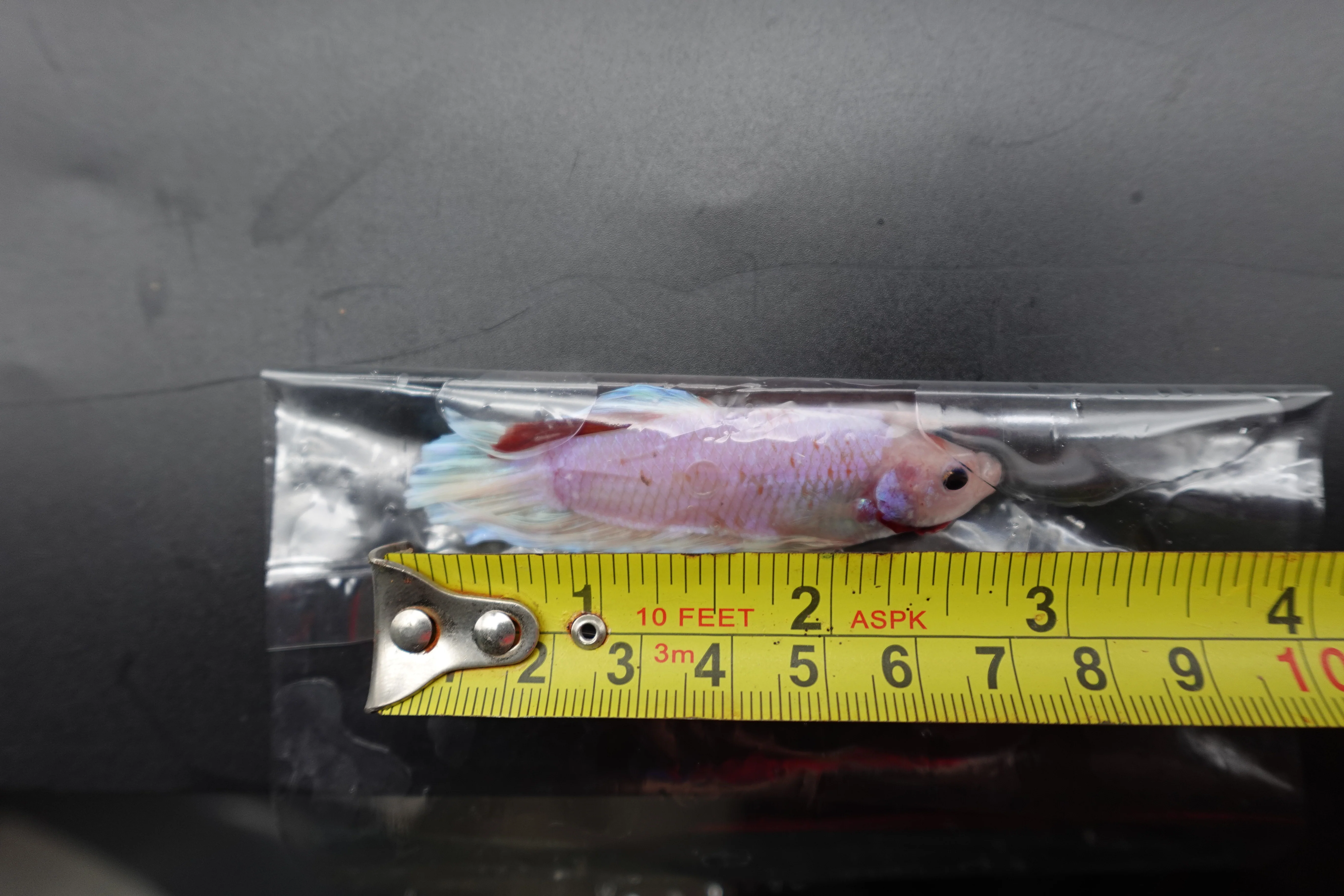 Competition Giant Koi Betta Fish (MALE) - Image 4