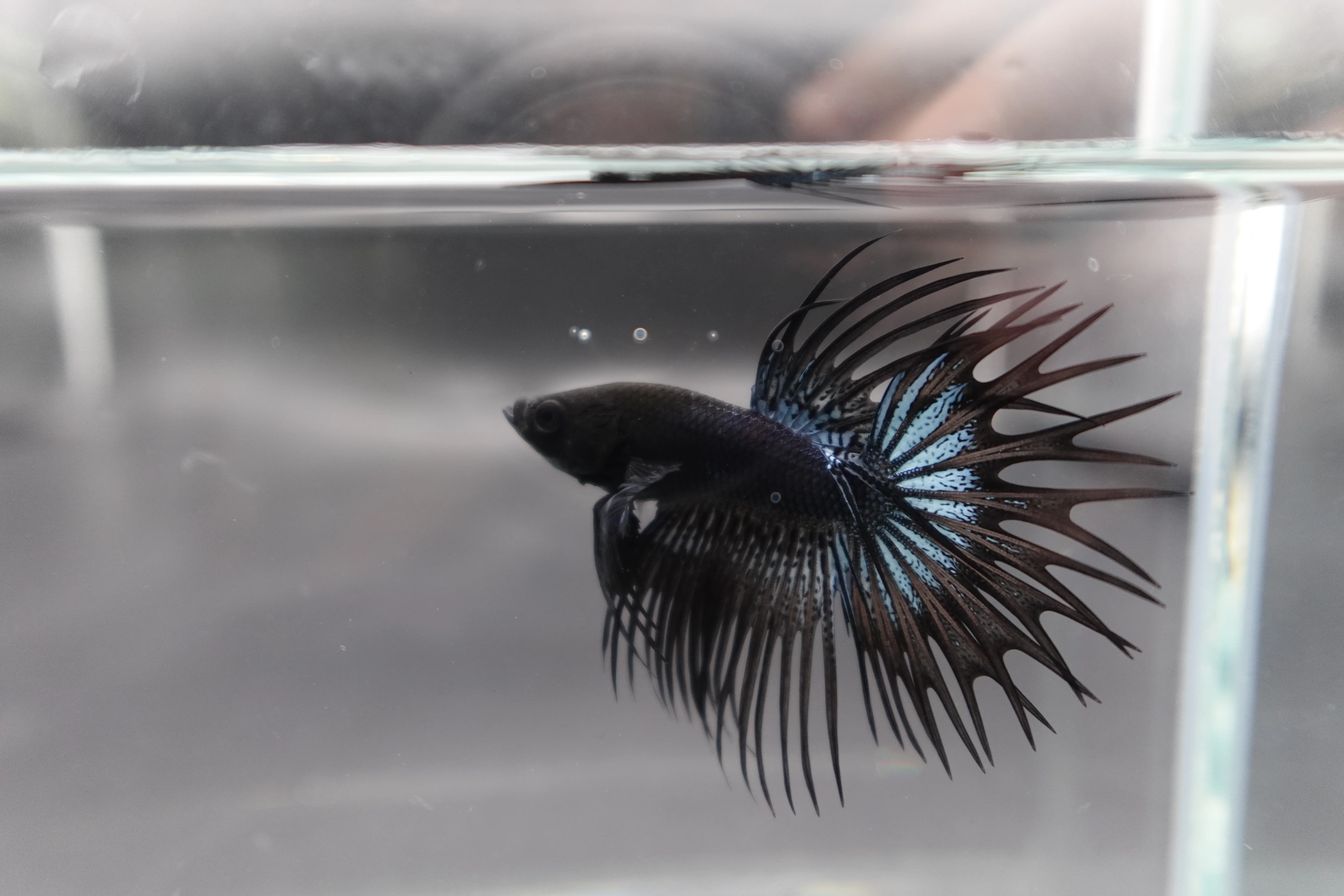 Competition grade - Black Venom Crowntail Betta Fish (MALE) - Image 3