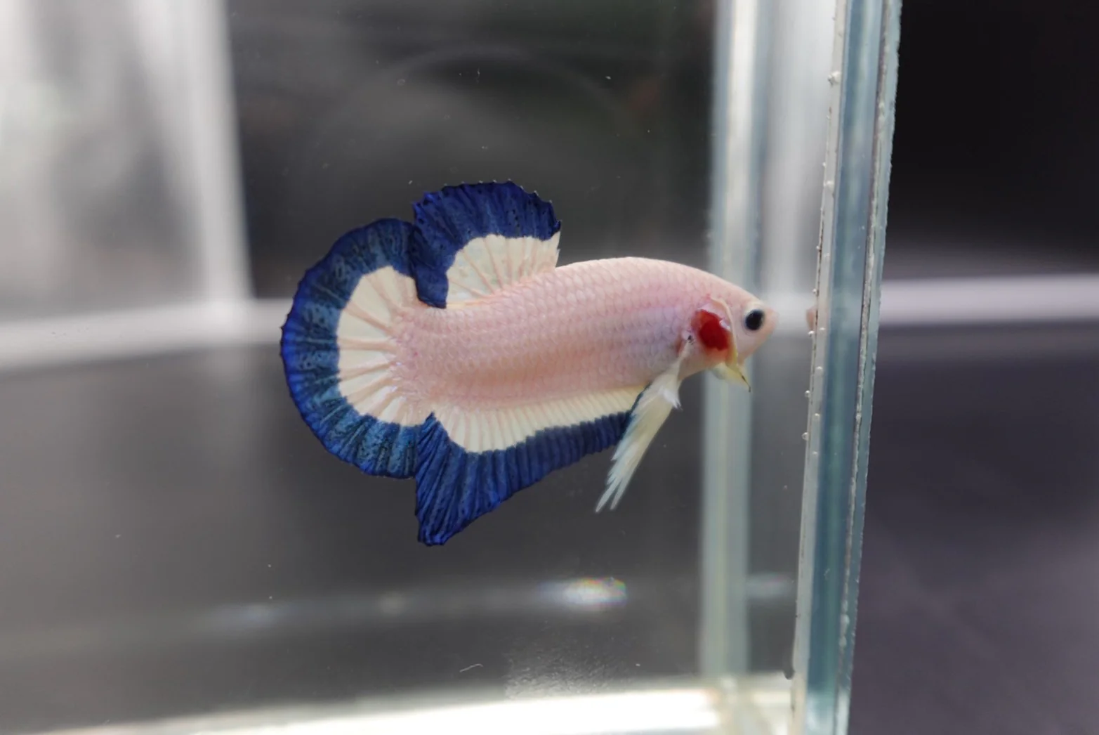Competition grade - Blue Marble Betta Fish (MALE) - Image 3