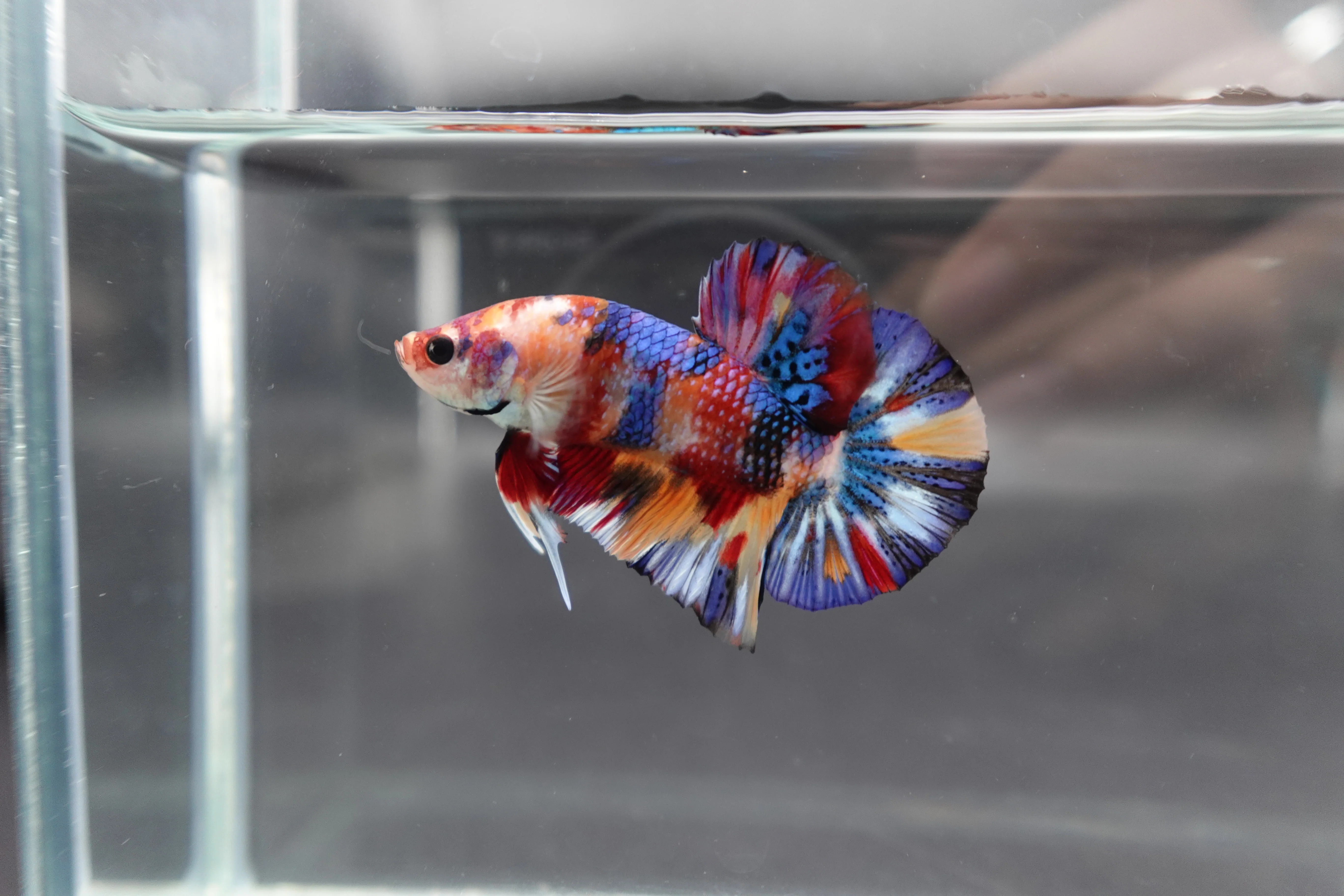 Competition grade - Candy Multicolors Betta Fish (MALE) - Image 2