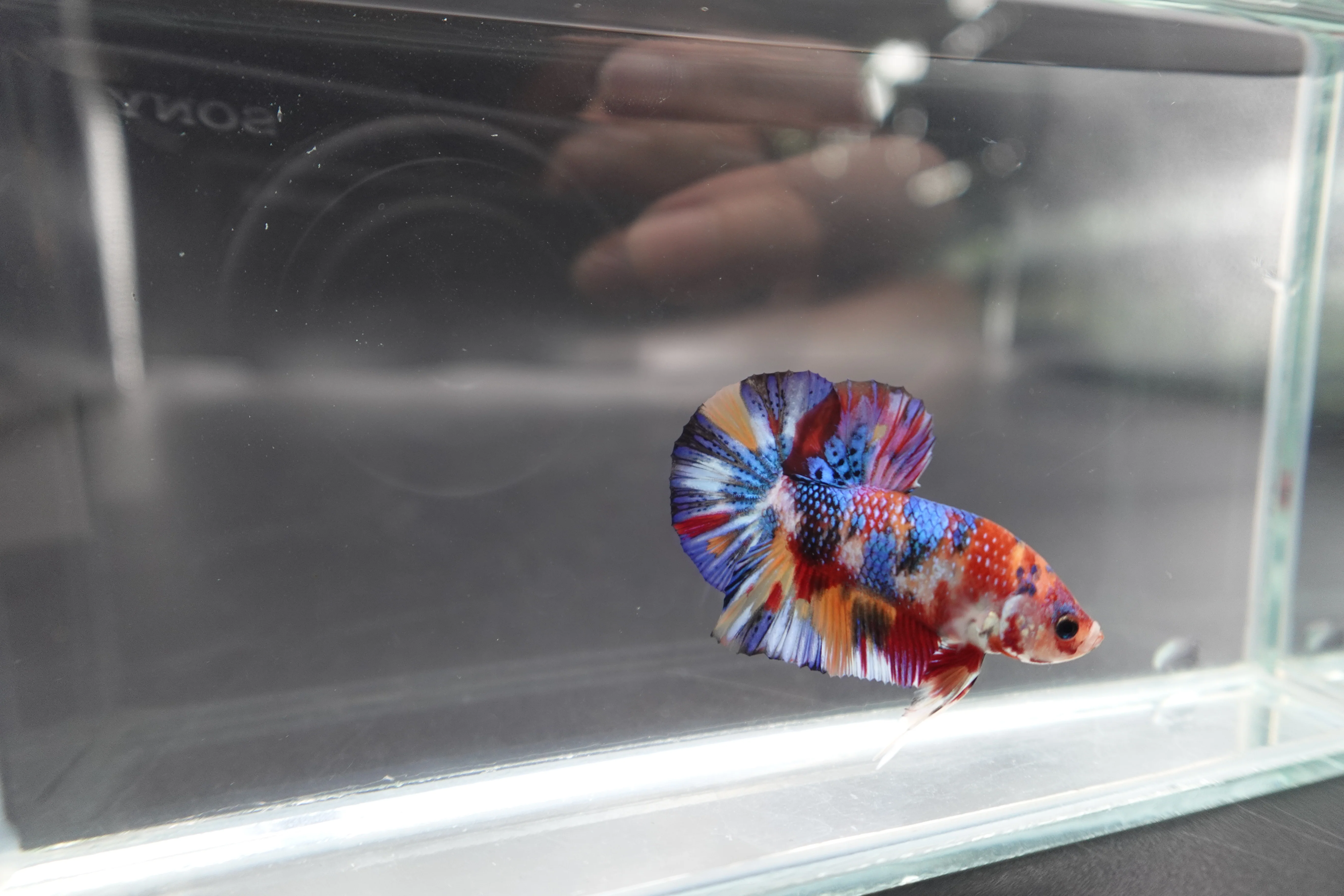 Competition grade - Candy Multicolors Betta Fish (MALE) - Image 3