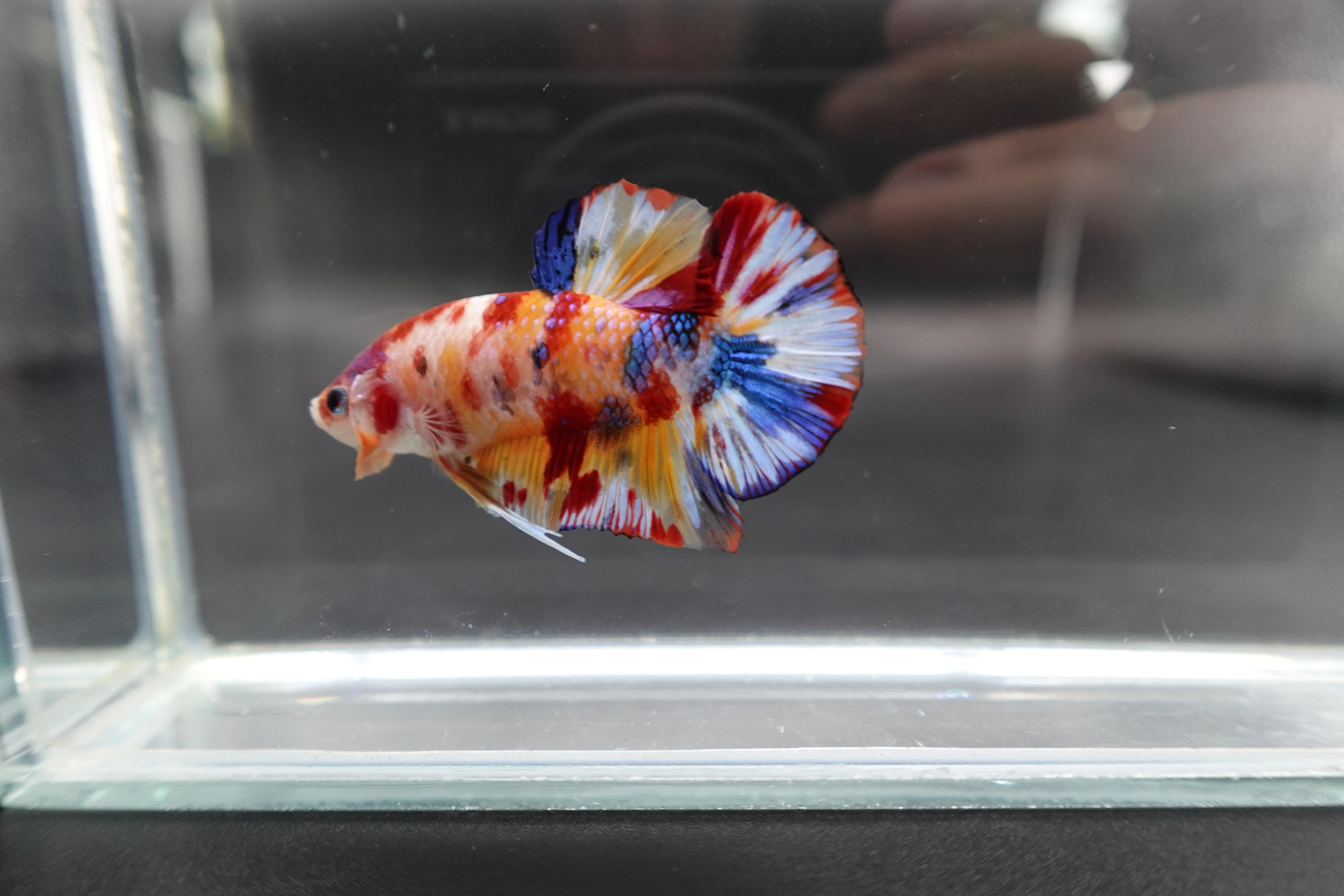 Competition grade - Candy Multicolors Betta Fish (MALE) - Image 2
