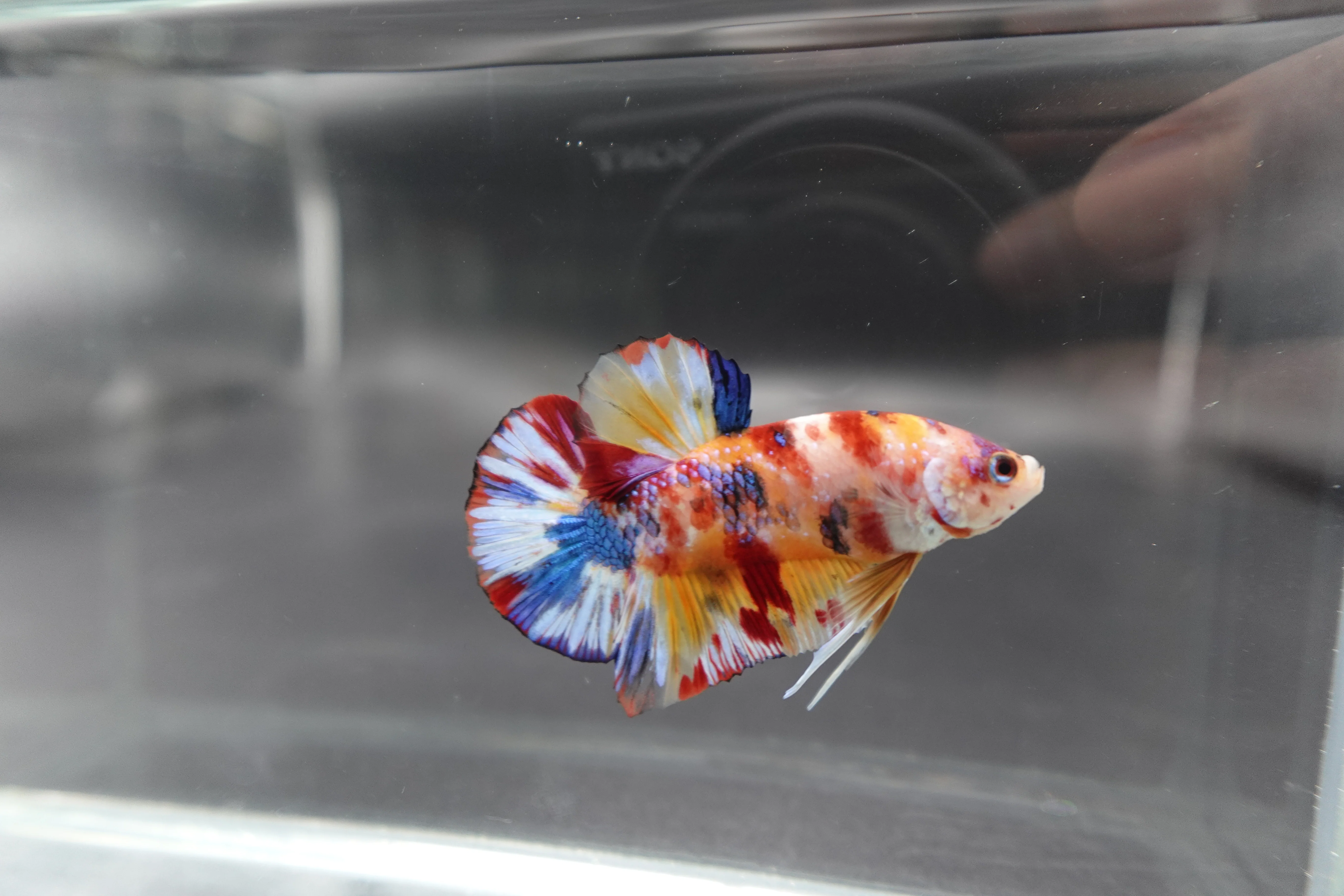 Competition grade - Candy Multicolors Betta Fish (MALE) - Image 3