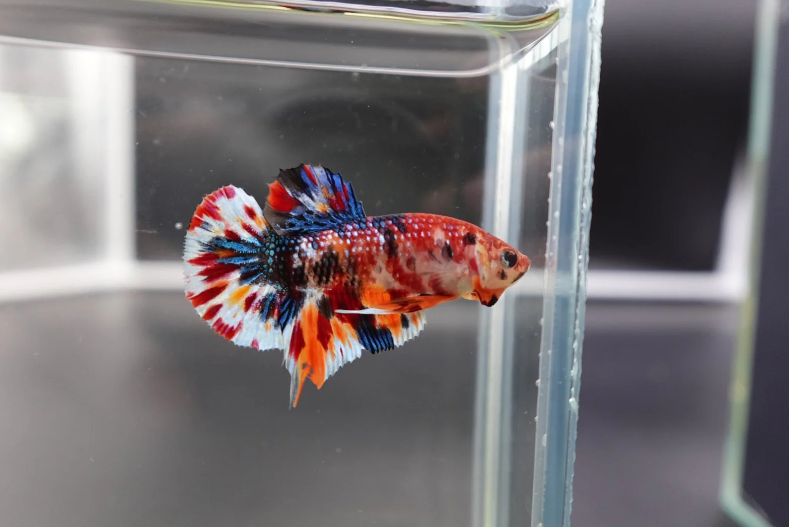 Competition grade - Candy Multicolors Betta Fish (MALE) - Image 2