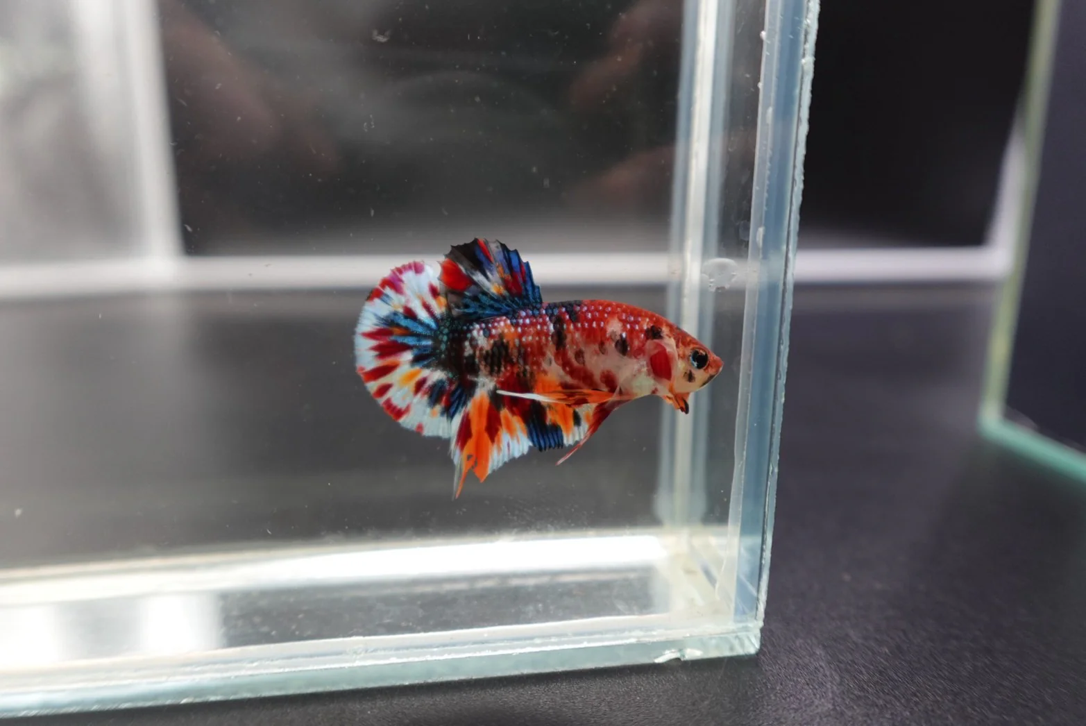 Competition grade - Candy Multicolors Betta Fish (MALE) - Image 3