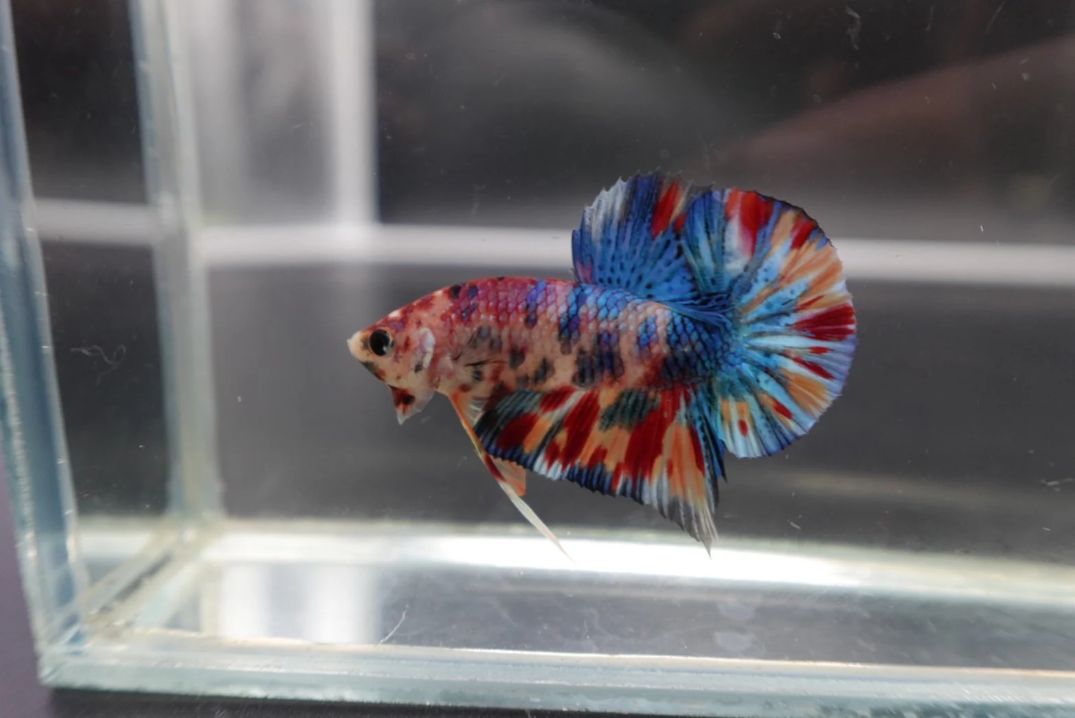 Competition grade - Candy Multicolors Betta Fish (MALE) - Image 2