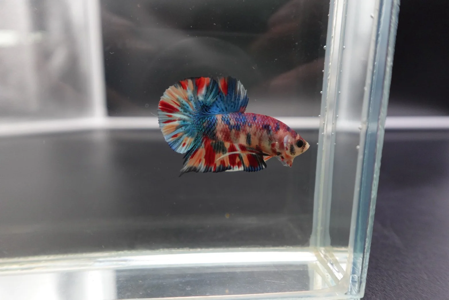 Competition grade - Candy Multicolors Betta Fish (MALE) - Image 3
