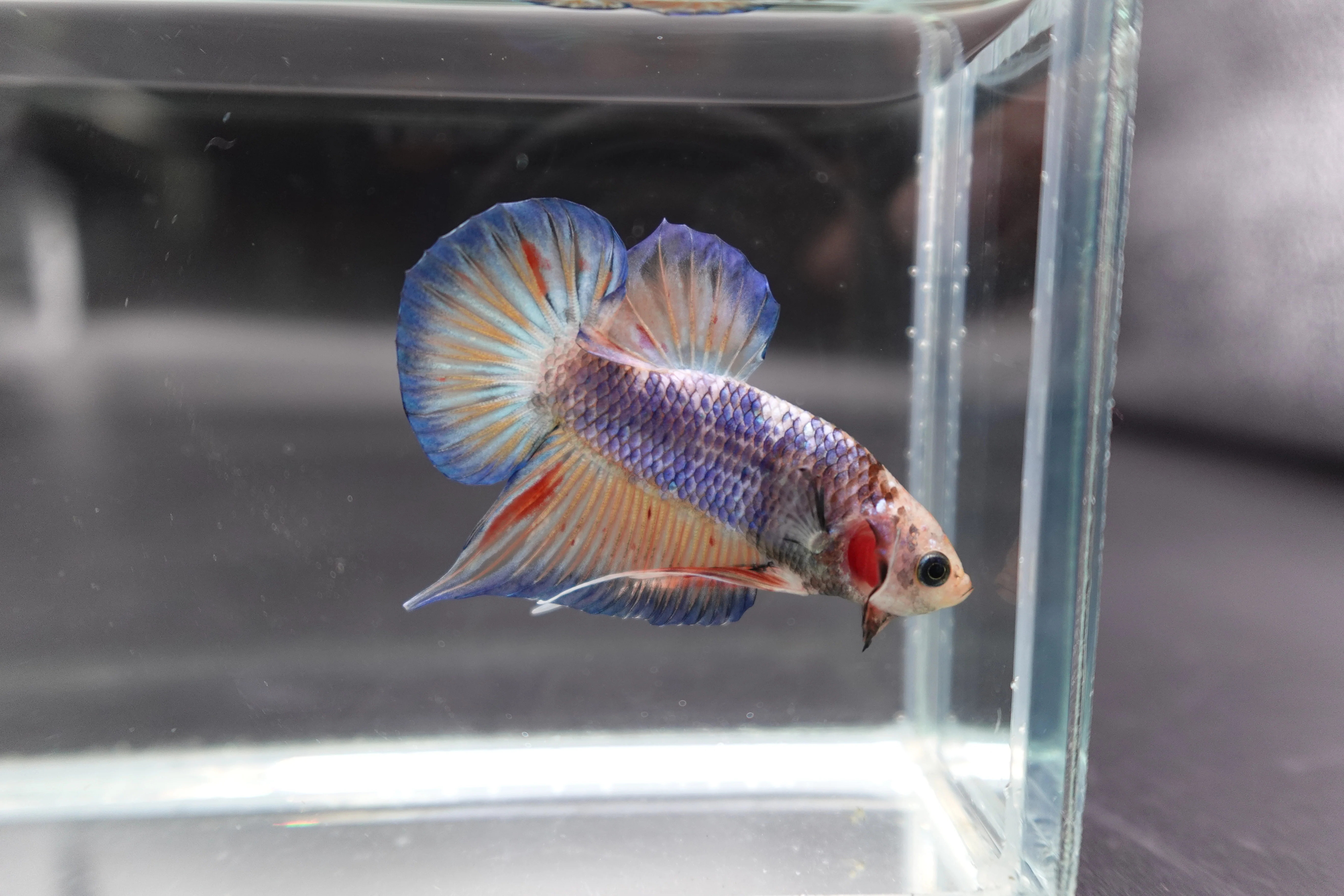 Competition grade - Classic PK Betta Fish (MALE) - Image 2