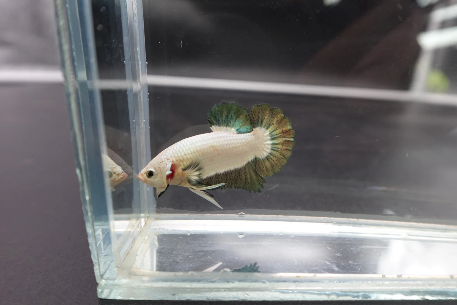 Competition grade - Copper Marble Betta Fish (MALE) - Image 2