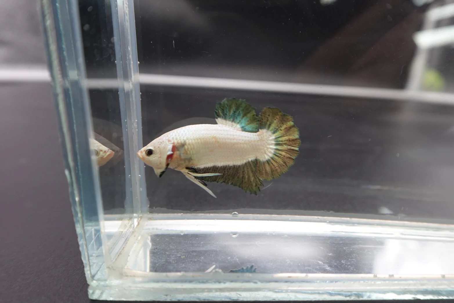 Competition grade - Copper Marble Betta Fish (MALE) - Image 3