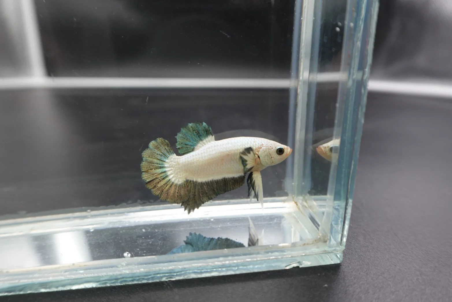 Competition grade - Copper Marble Betta Fish (MALE) - Image 4
