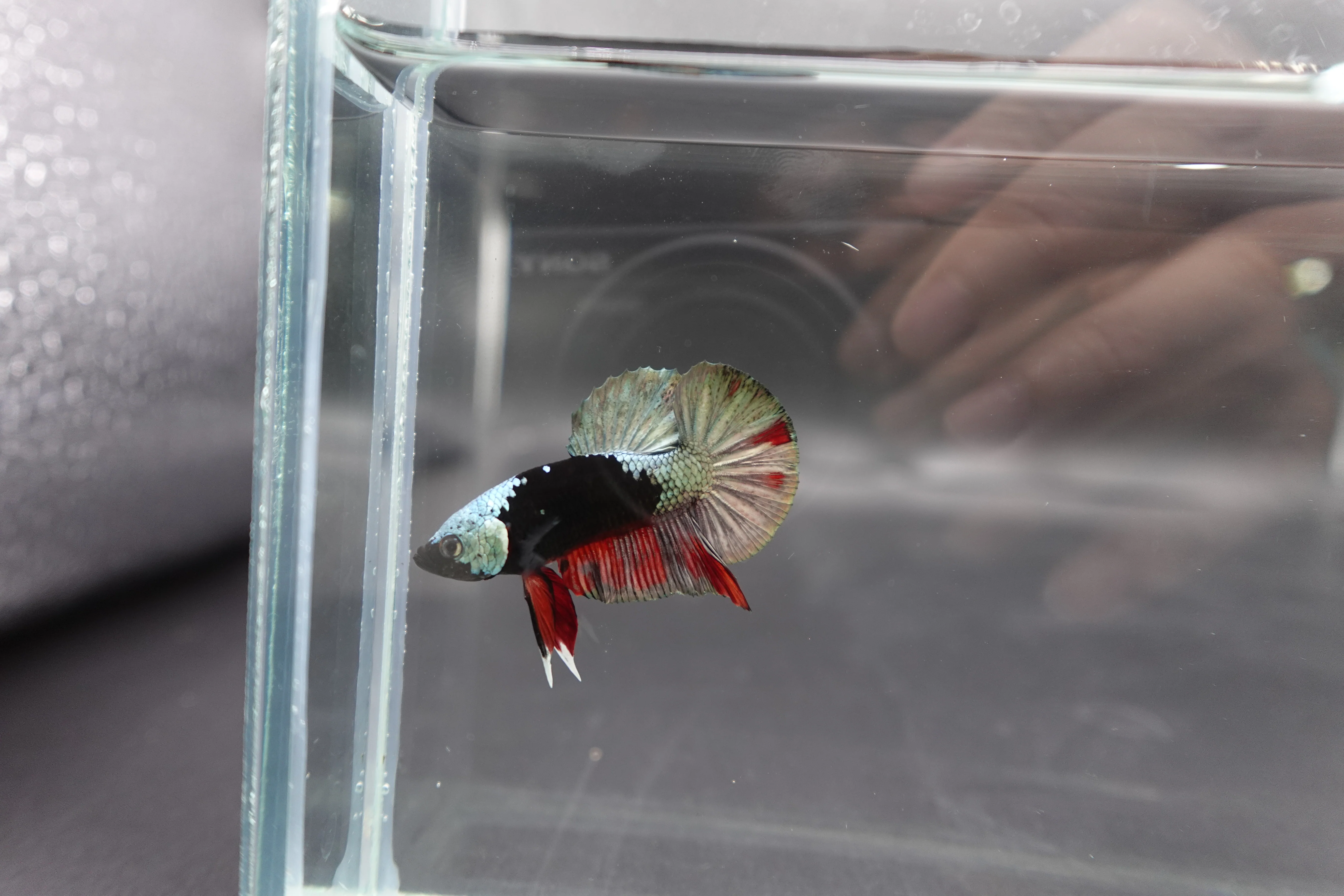 Competition grade - Copper Mask Betta Fish (MALE) - Image 2