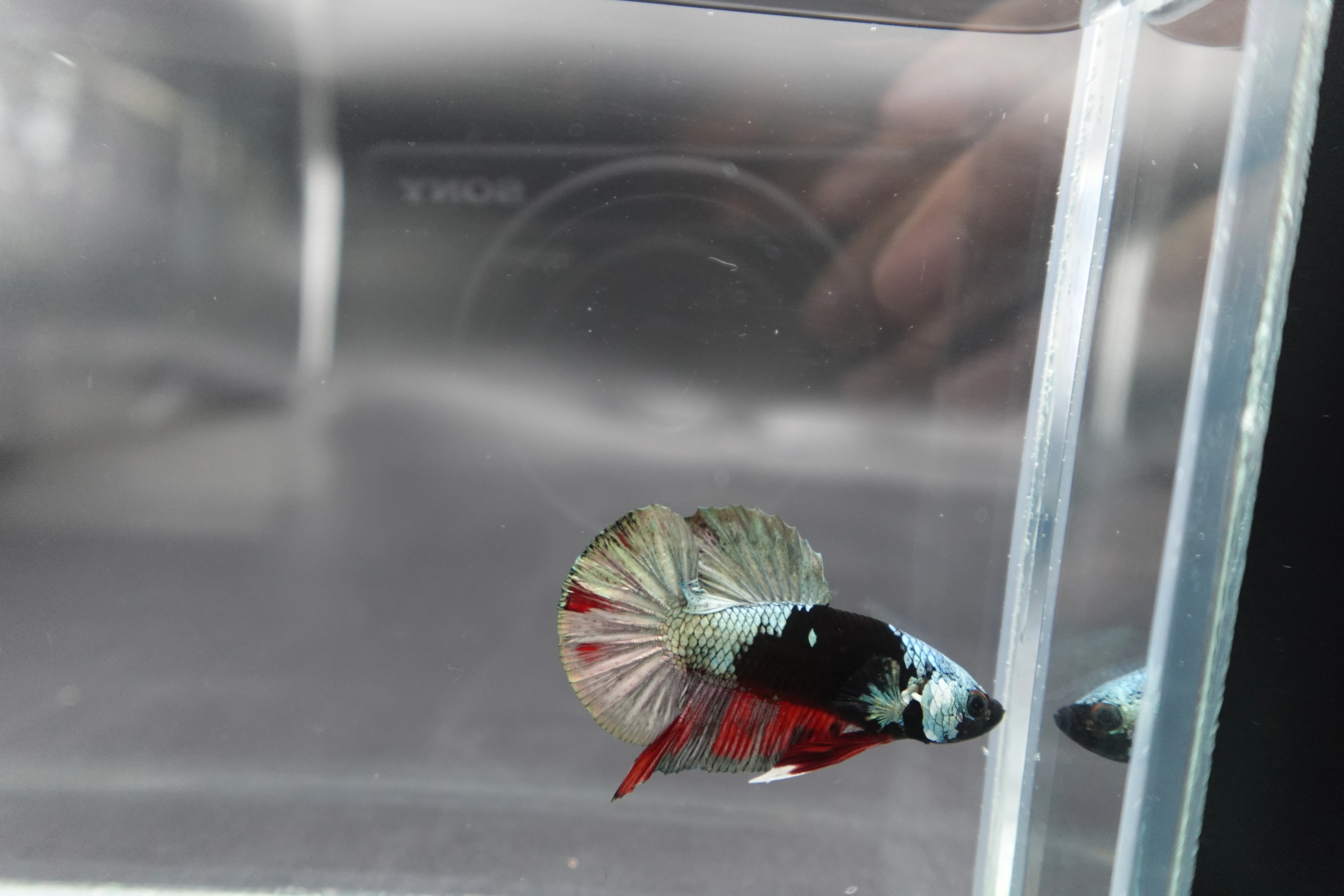 Competition grade - Copper Mask Betta Fish (MALE) - Image 3