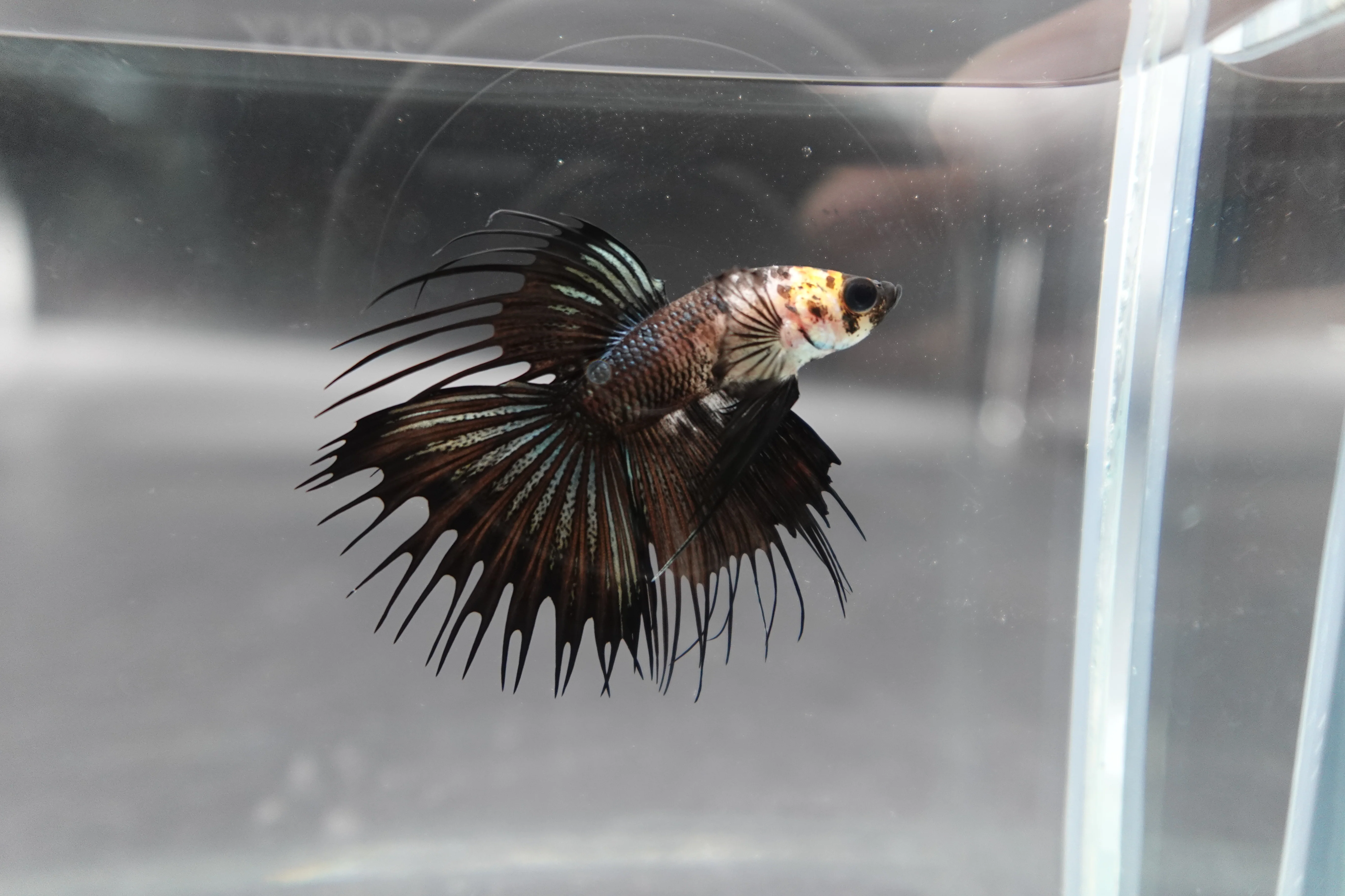 Competition grade - Crowntail Cow Pattern Betta Fish (MALE) - Image 2