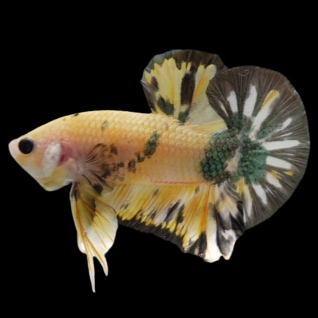 Competition grade - Koi Copper Betta Fish (MALE)