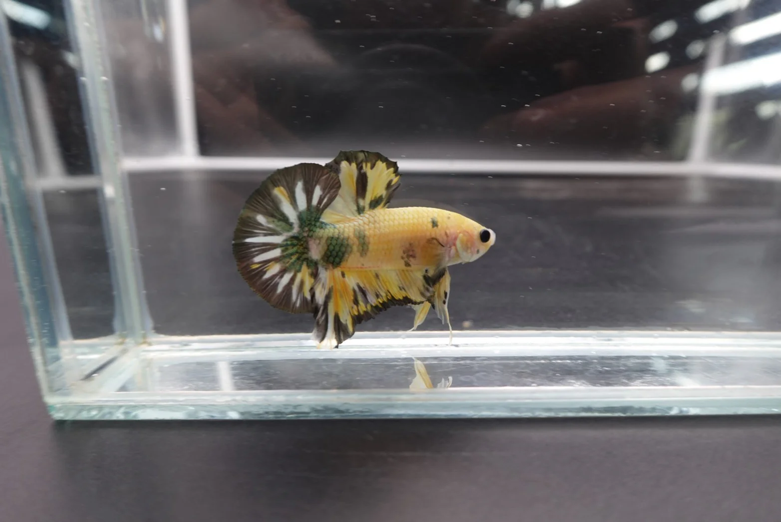 Competition grade - Koi Copper Betta Fish (MALE) - Image 2