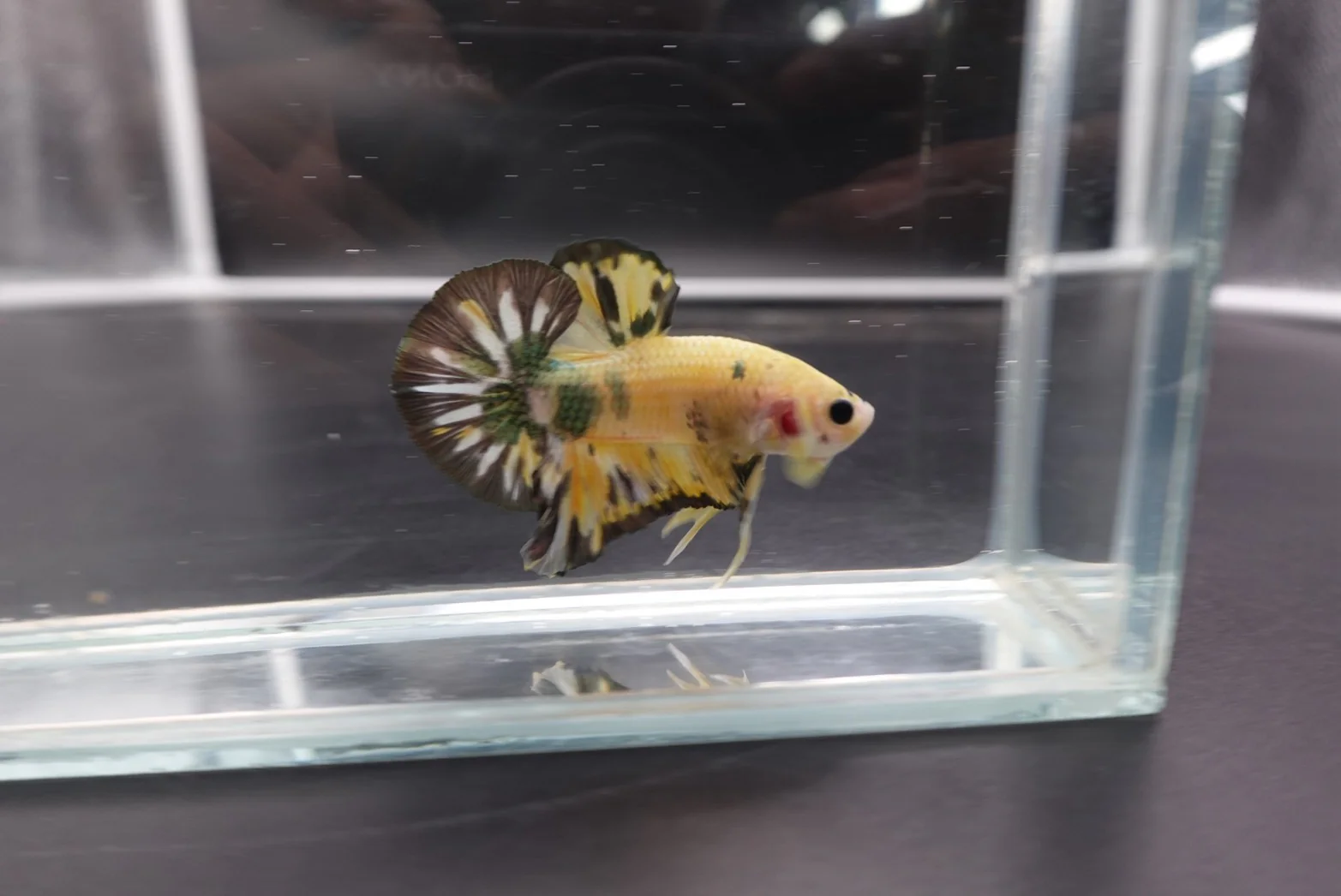 Competition grade - Koi Copper Betta Fish (MALE) - Image 3