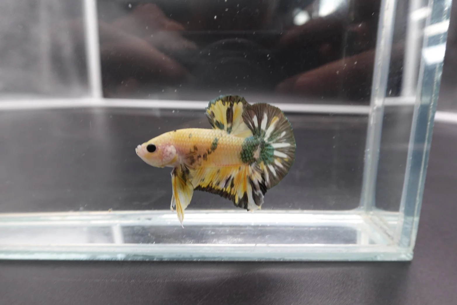 Competition grade - Koi Copper Betta Fish (MALE) - Image 4