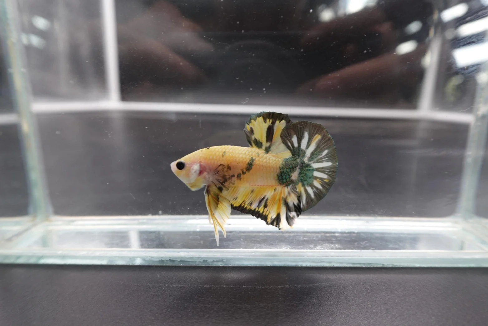 Competition grade - Koi Copper Betta Fish (MALE) - Image 5