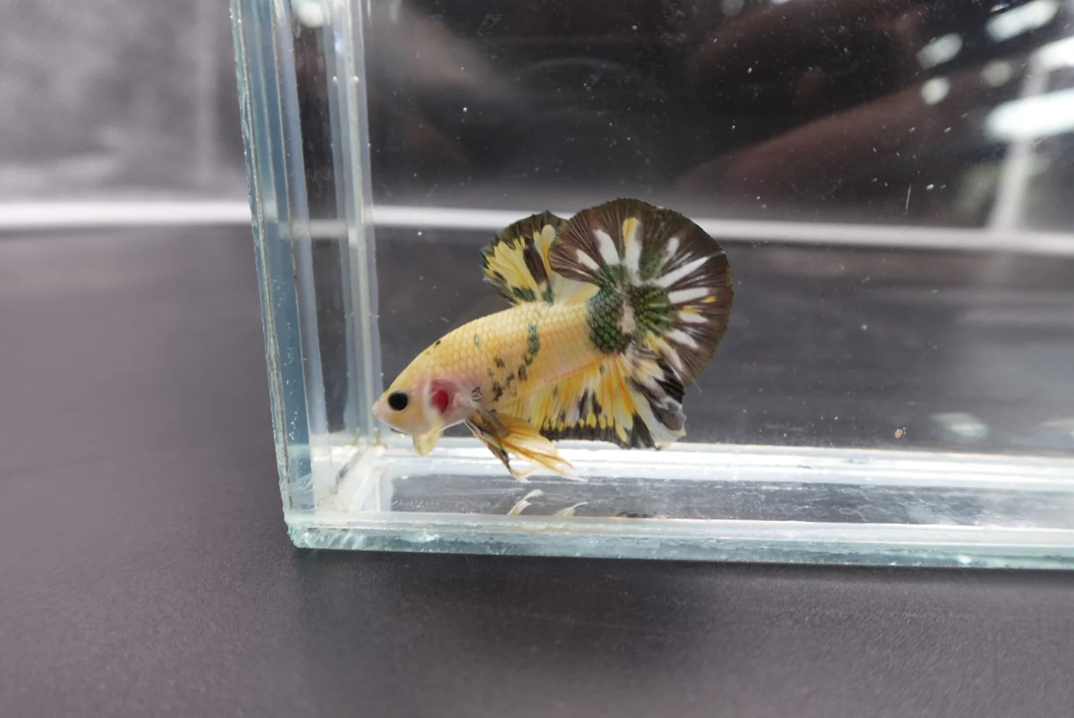 Competition grade - Koi Copper Betta Fish (MALE) - Image 6