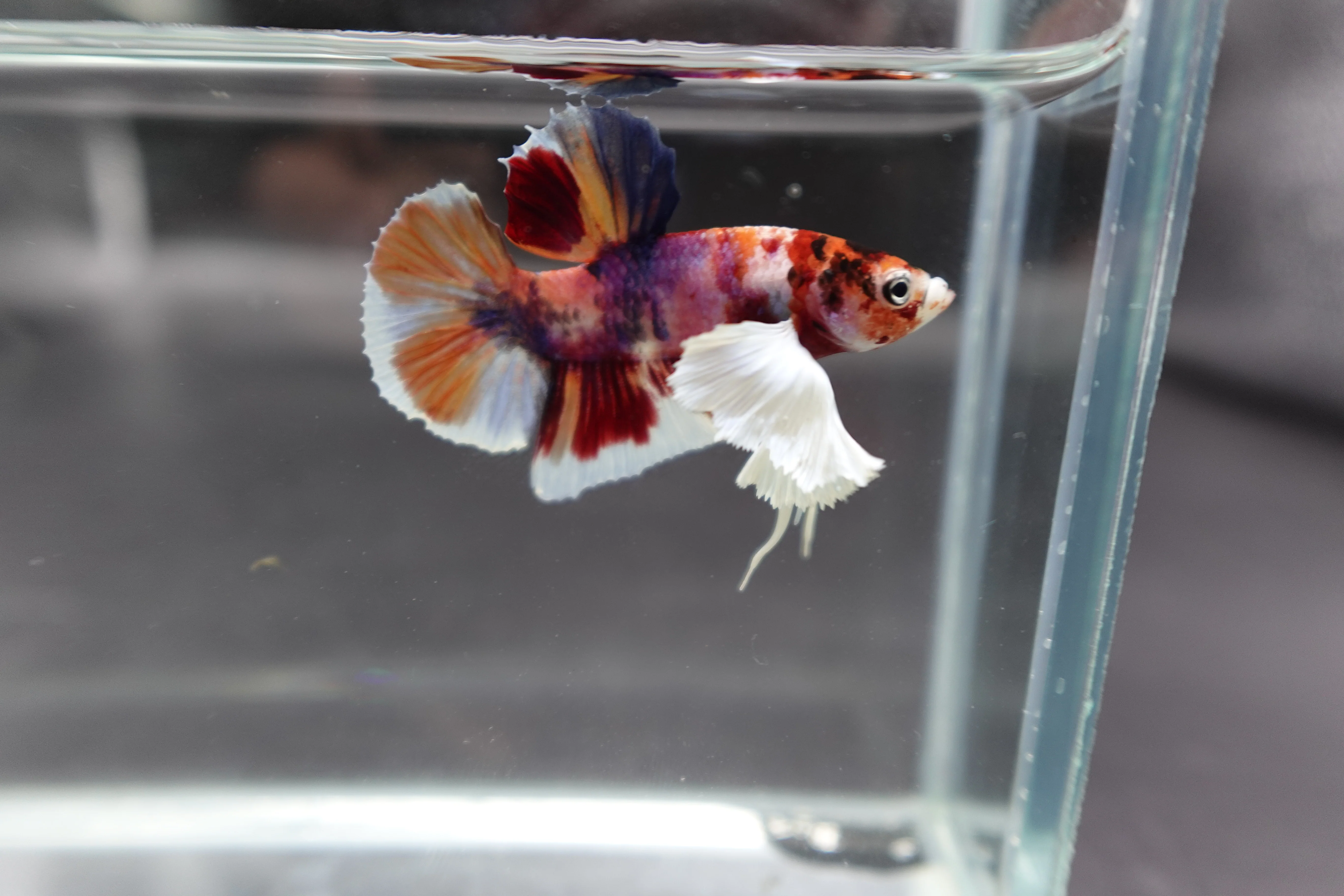 Competition grade - Dumbo Multicolors Betta Fish (MALE) - Image 2