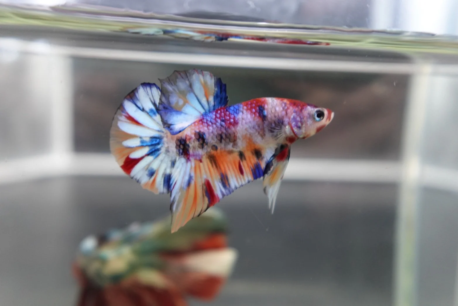 Competition grade - Junior Candy Multicolors Betta Fish (MALE) - Image 2