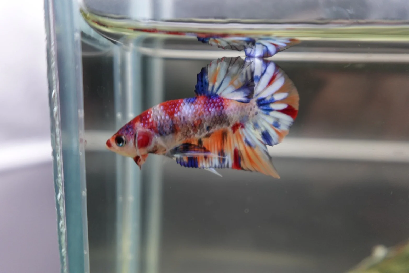 Competition grade - Junior Candy Multicolors Betta Fish (MALE) - Image 3
