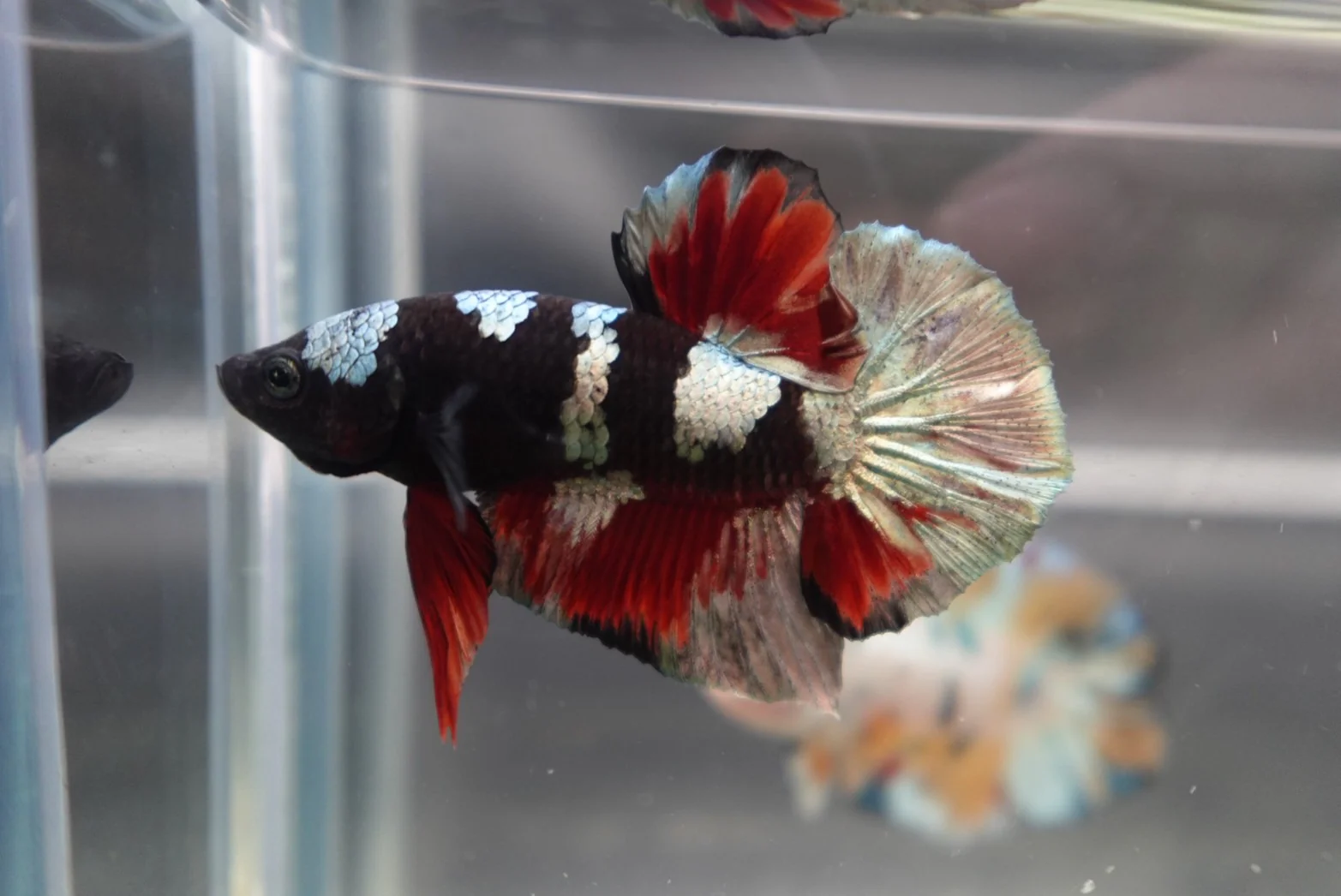 Competition grade - Koi Black Copper Betta Fish (MALE) - Image 3