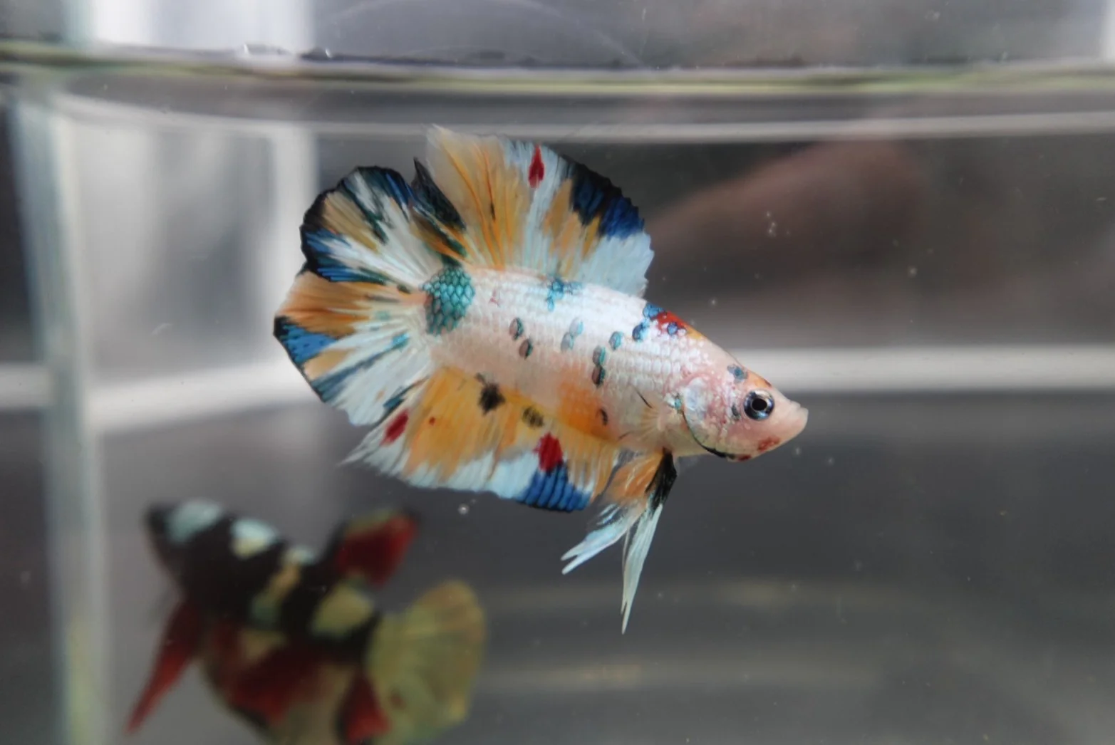 Competition grade - Koi Candy Double Tail Betta Fish (MALE) - Image 2
