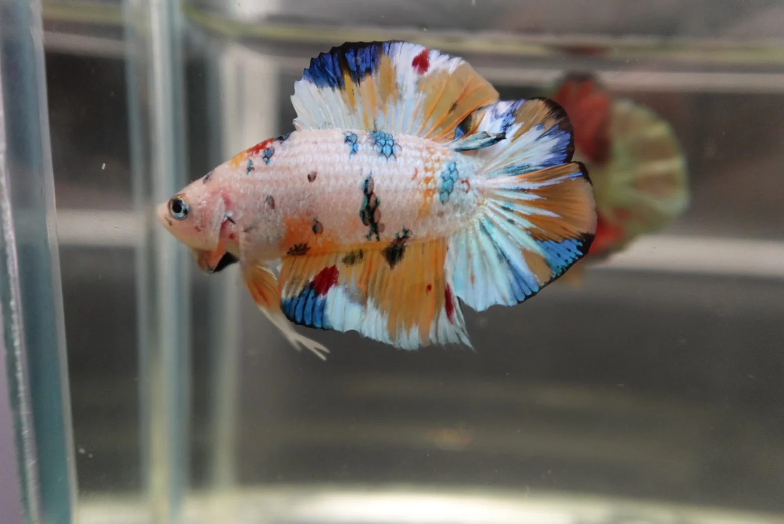 Competition grade - Koi Candy Double Tail Betta Fish (MALE) - Image 3