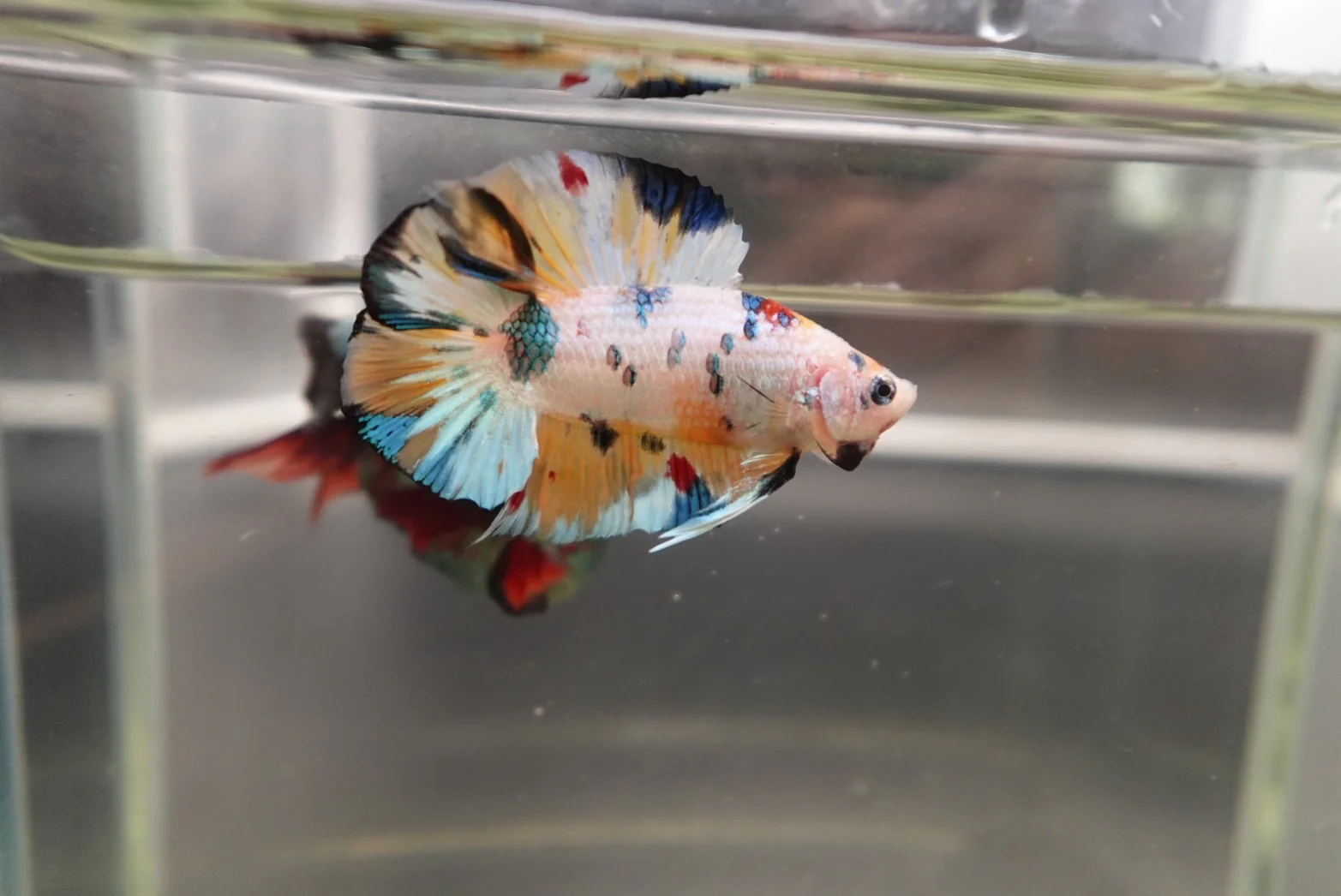 Competition grade - Koi Candy Double Tail Betta Fish (MALE) - Image 4