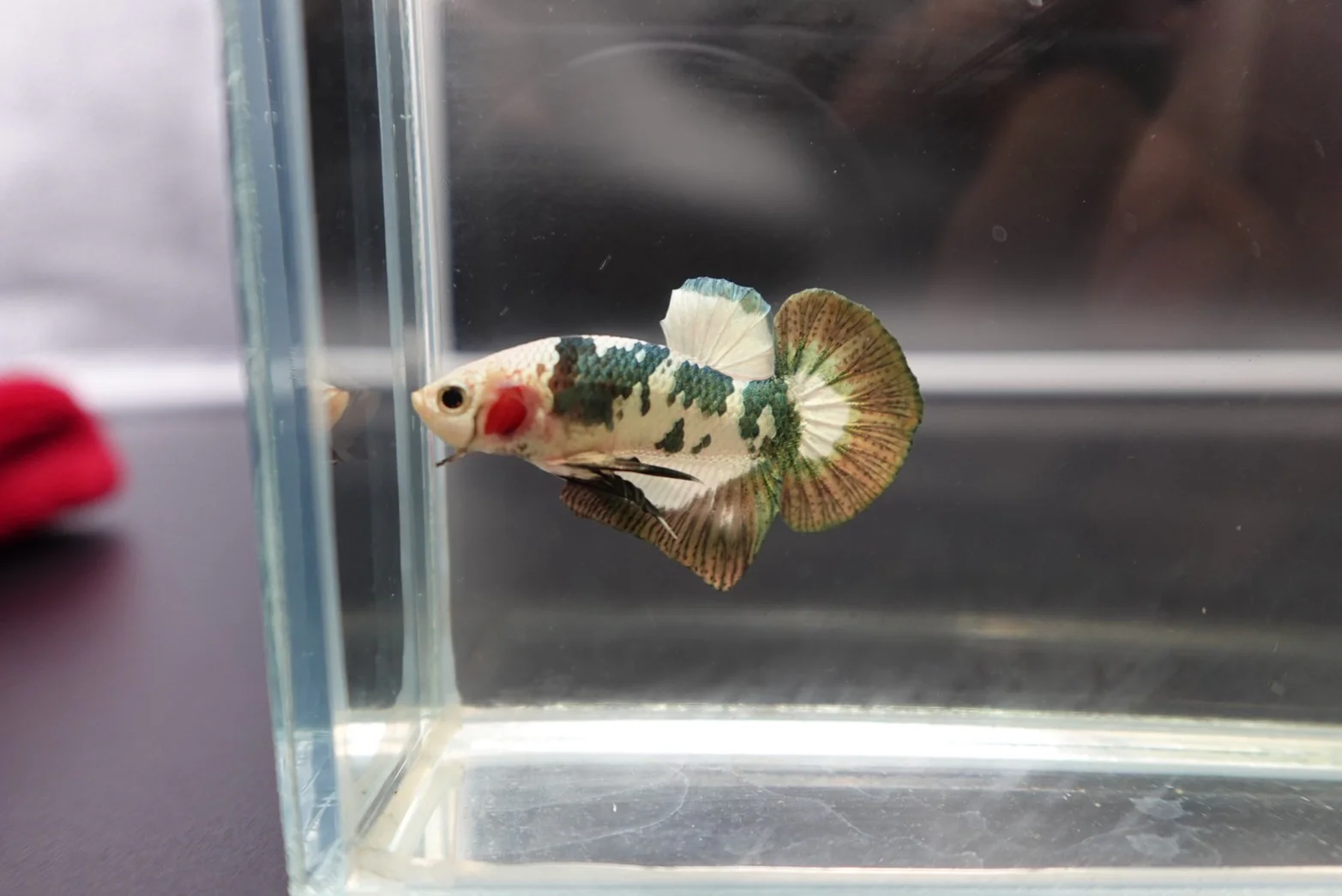 Competition grade - Koi Copper Betta Fish (MALE) - Image 2