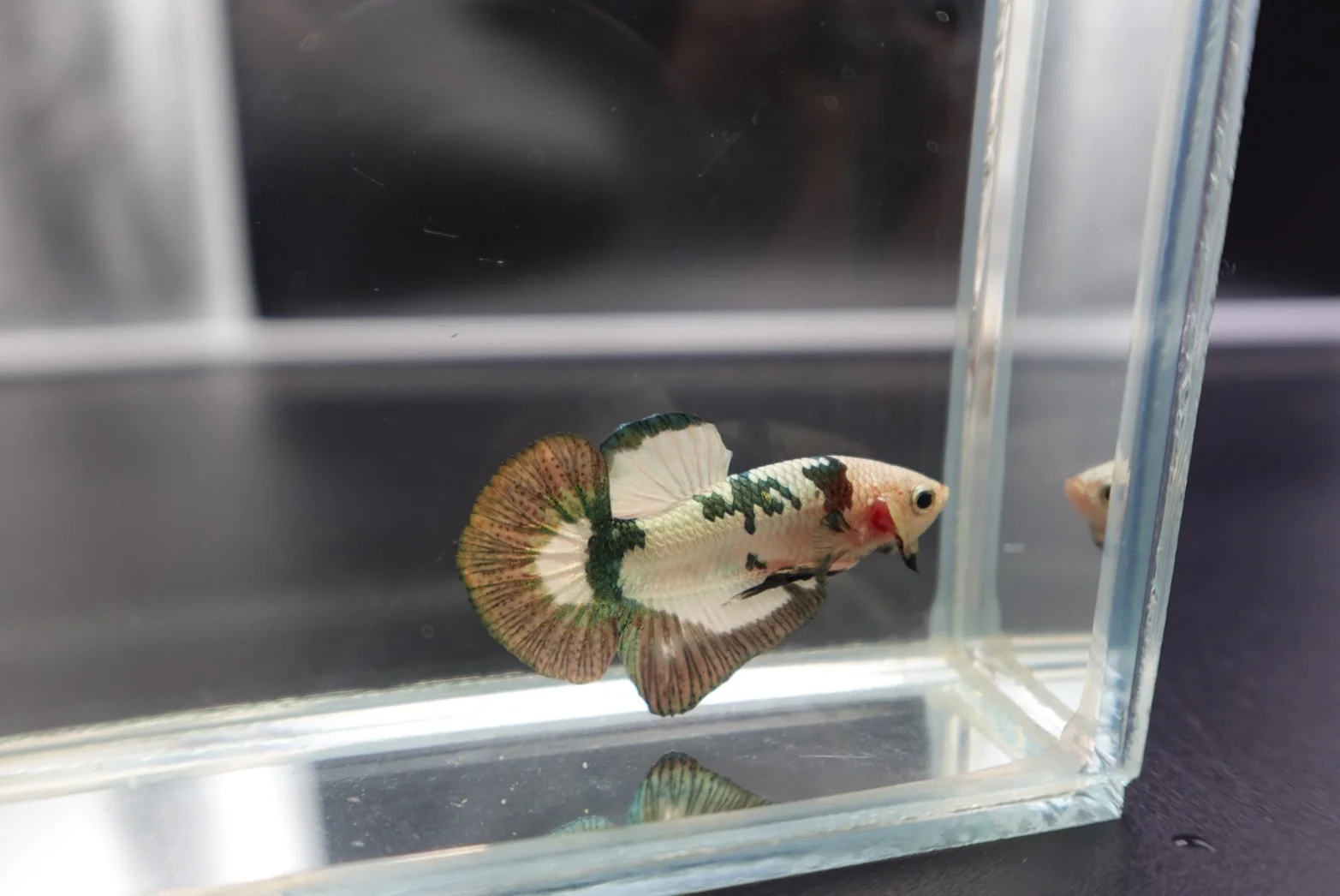 Competition grade - Koi Copper Betta Fish (MALE) - Image 3