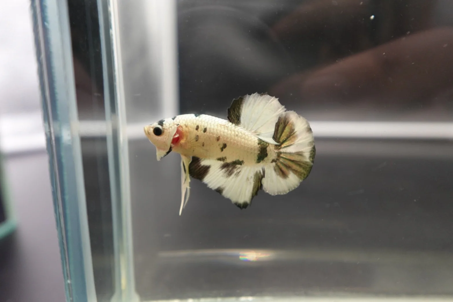Competition grade - Koi Copper Betta Fish (MALE) - Image 2