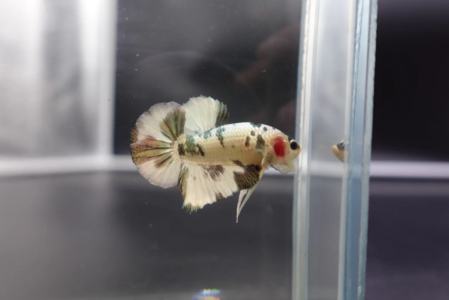 Competition grade - Koi Copper Betta Fish (MALE) - Image 3