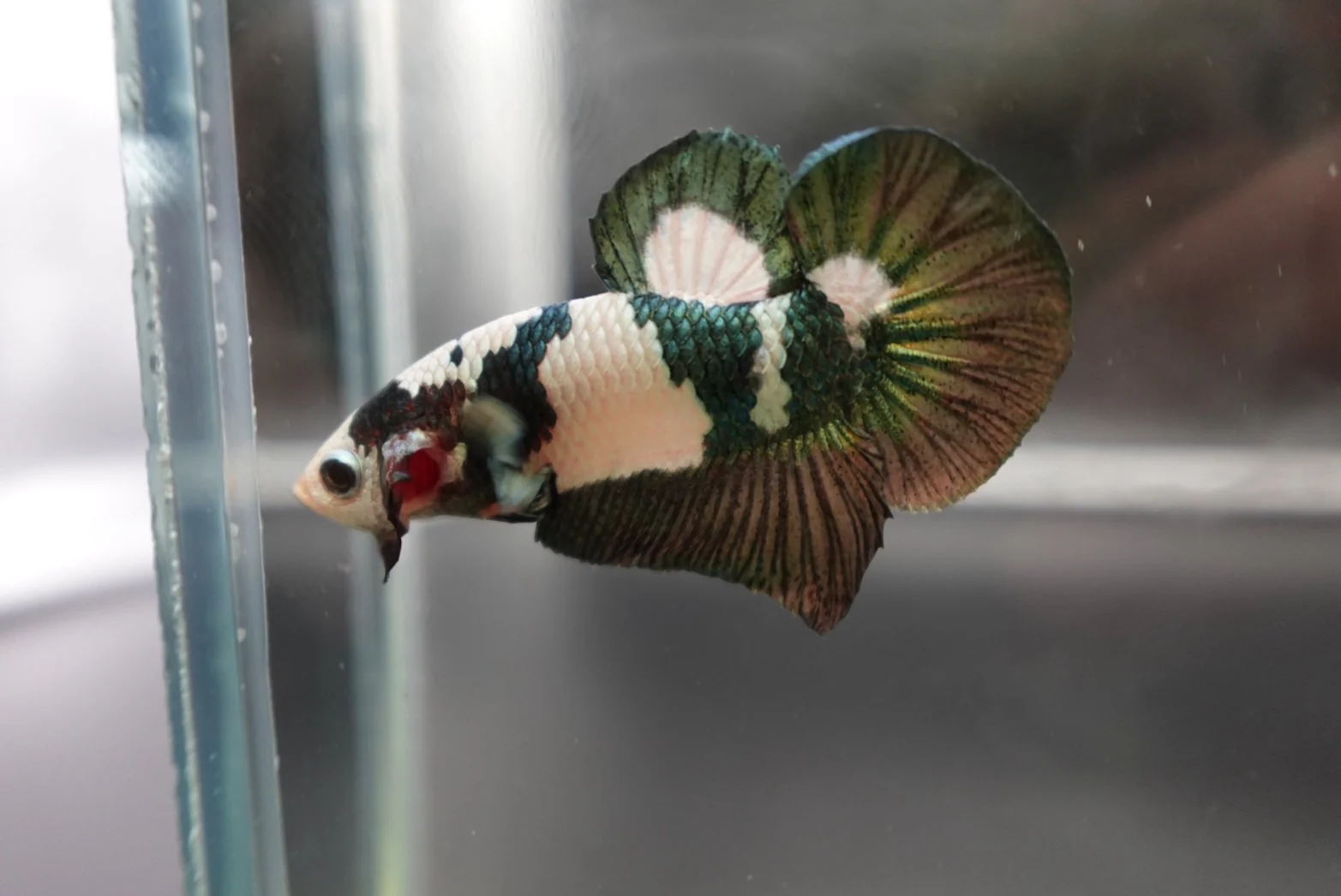 Competition grade - Koi Copper Betta Fish (MALE) - Image 2