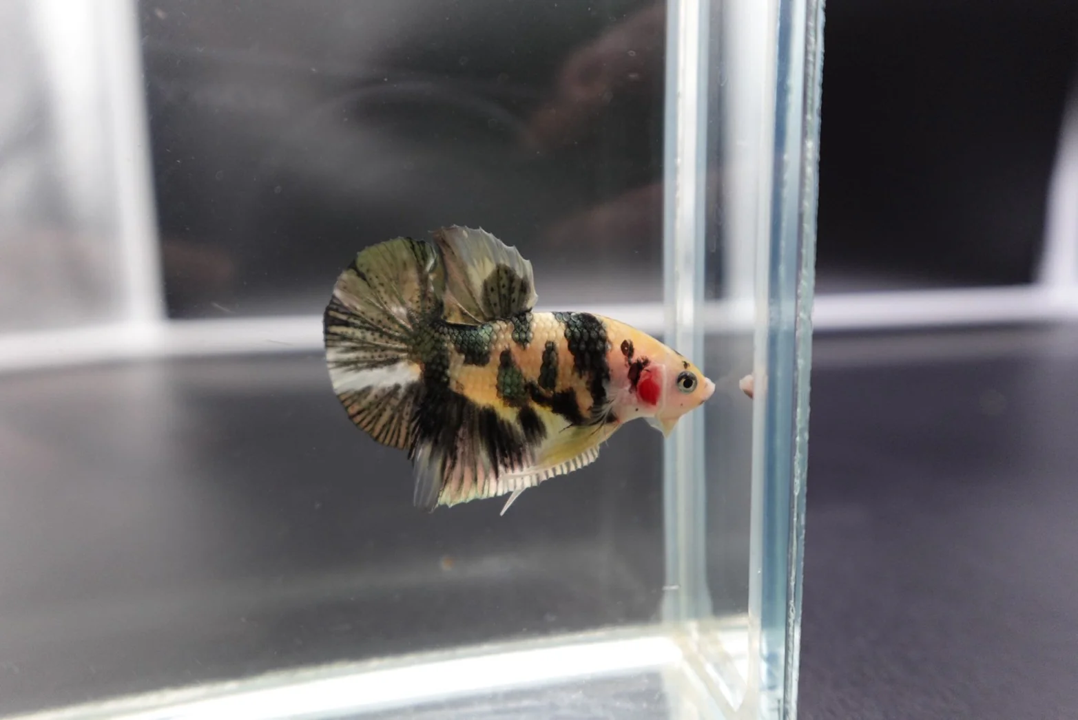 Competition grade - Koi Copper Betta Fish (MALE) - Image 2